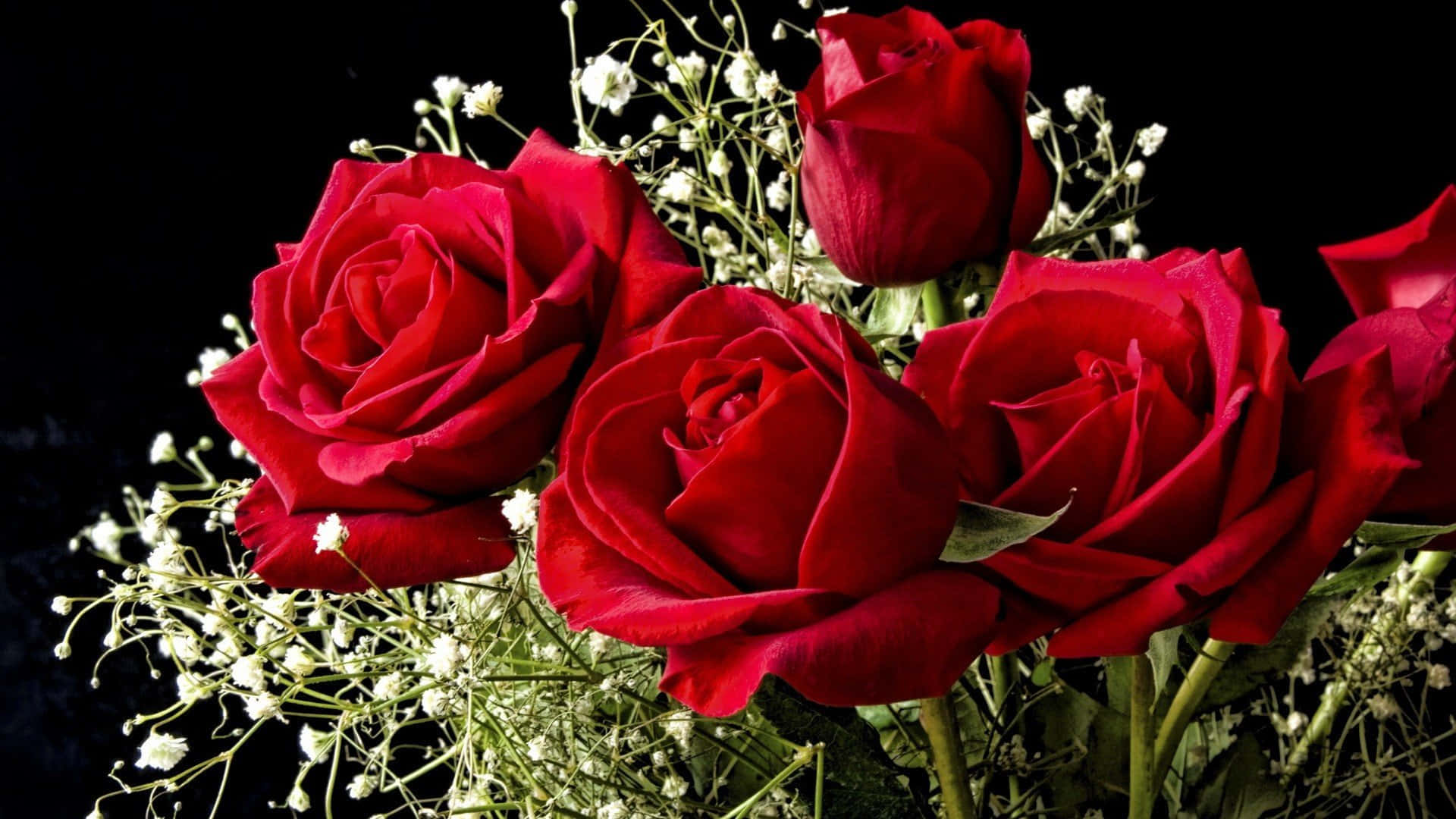 Bedste røde roser sort baggrund livlig