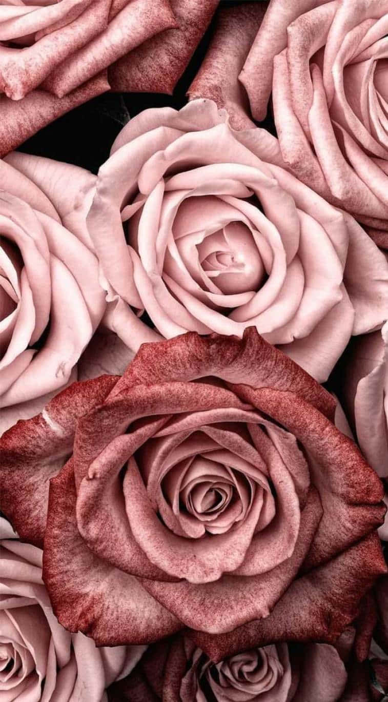 Best Light Pink Roses Background