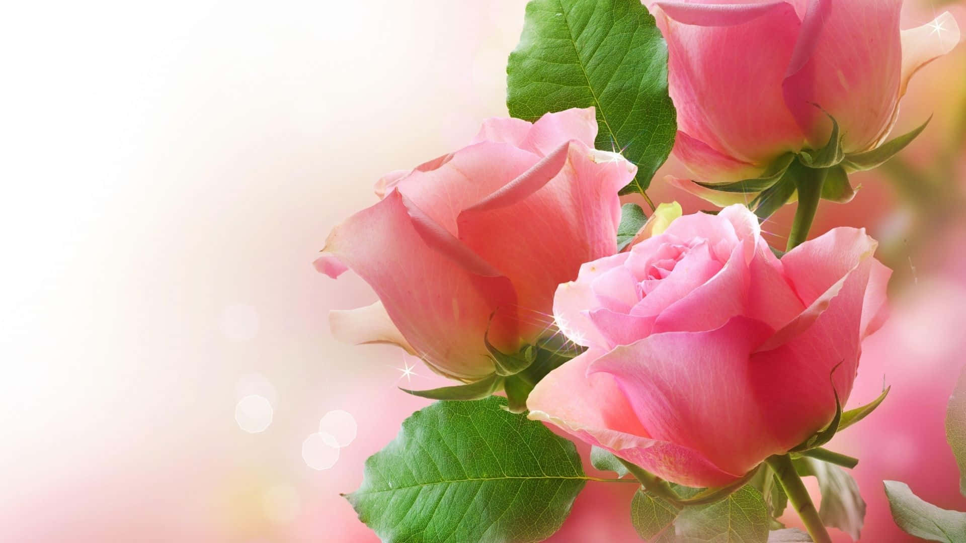 Small Landscape Best Pink Roses Background