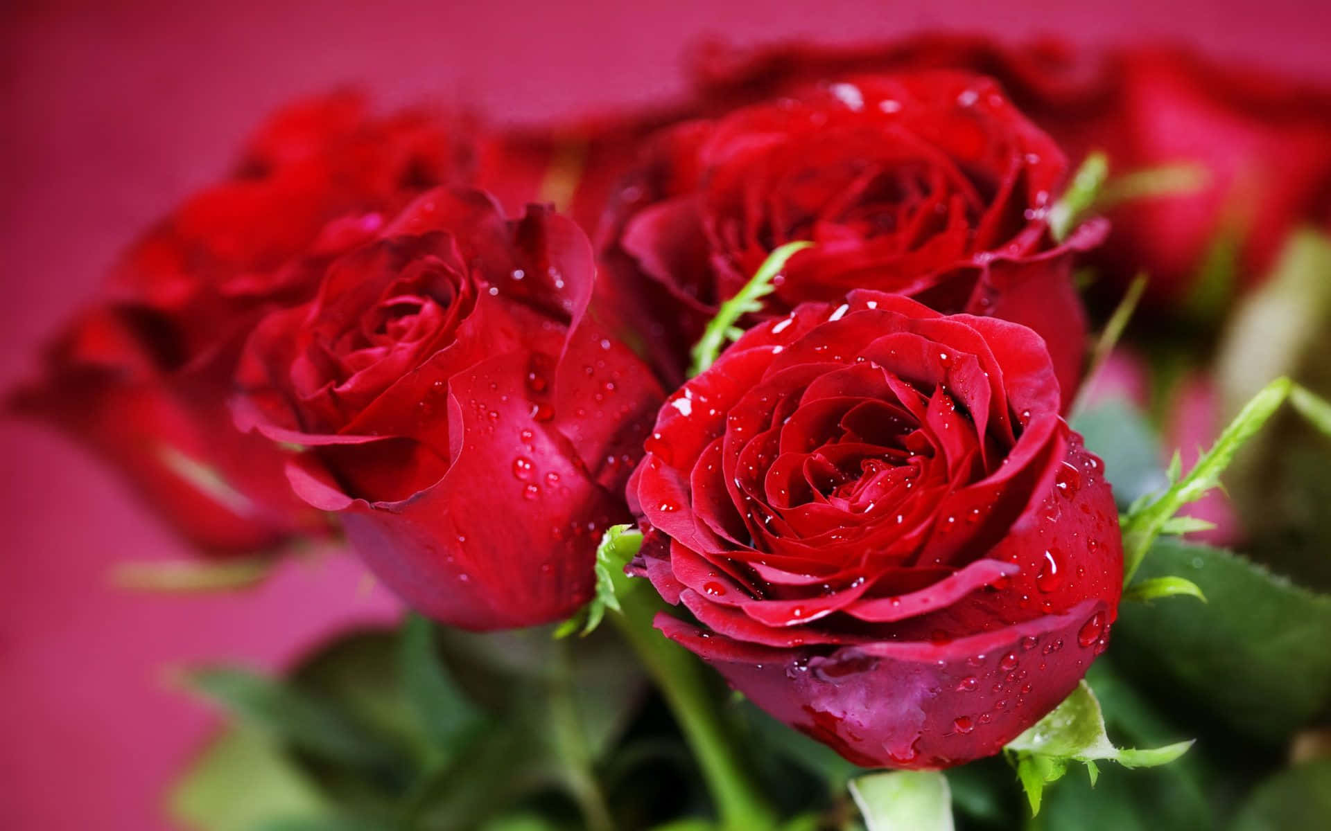 Blur Red Best Roses Background