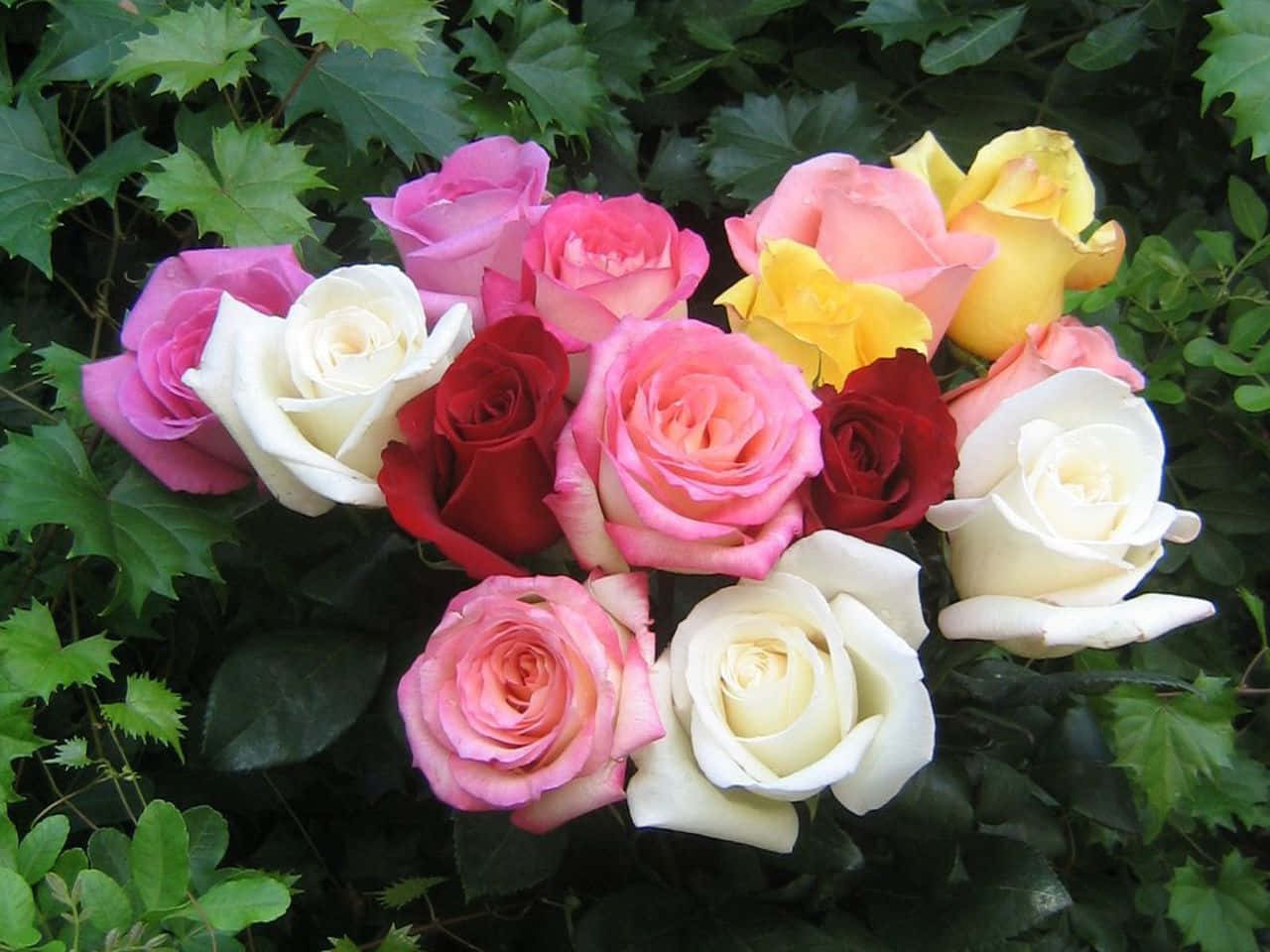 Schönerblumenstrauß Beste Rosen Hintergrund