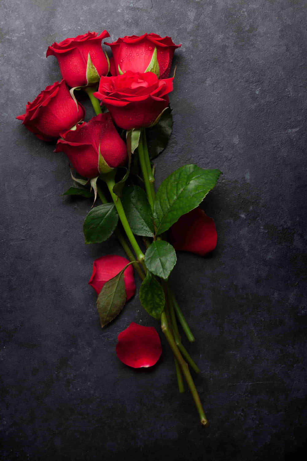 Best Red Roses Gray Background