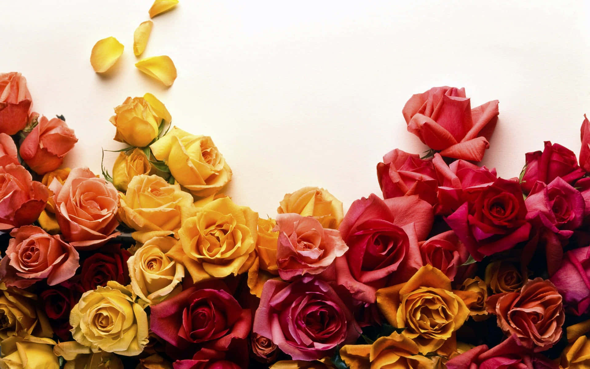 Aesthetic And Best Roses Background Design