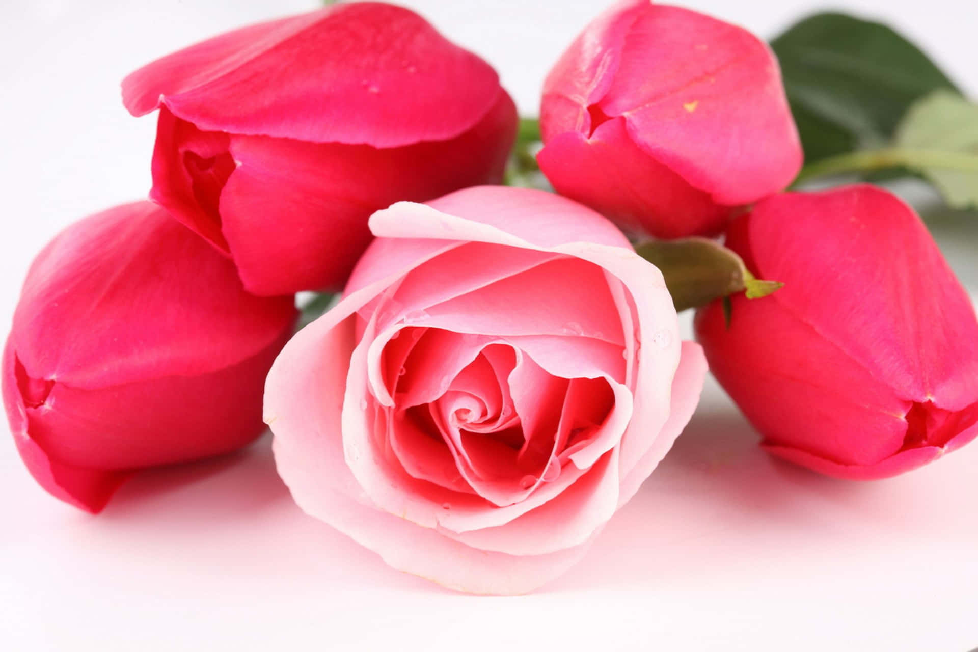 Landskab Pink Blomster Bedste Roser Baggrund