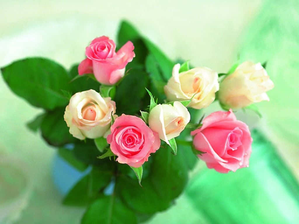 Top View Best Roses Background