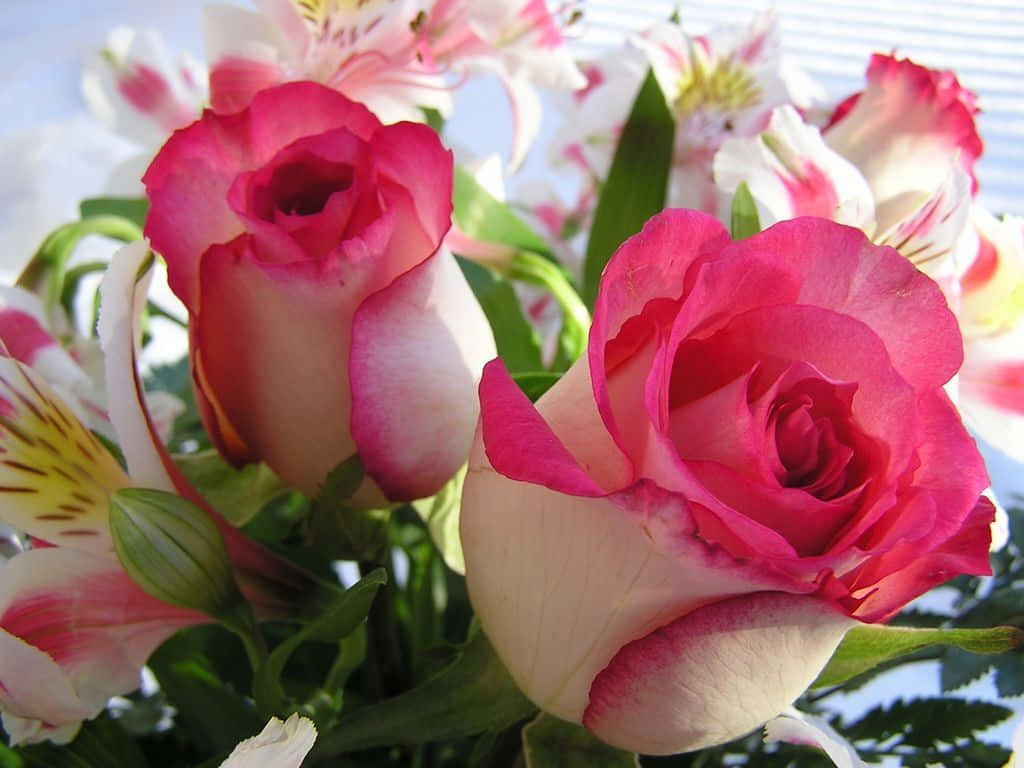Combination Of Pink And White Best Roses Background