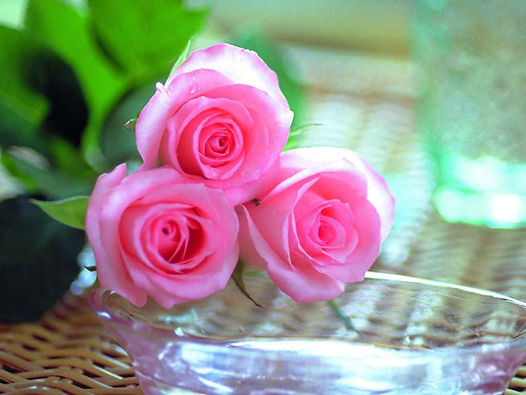 Three Best Pink Roses Background
