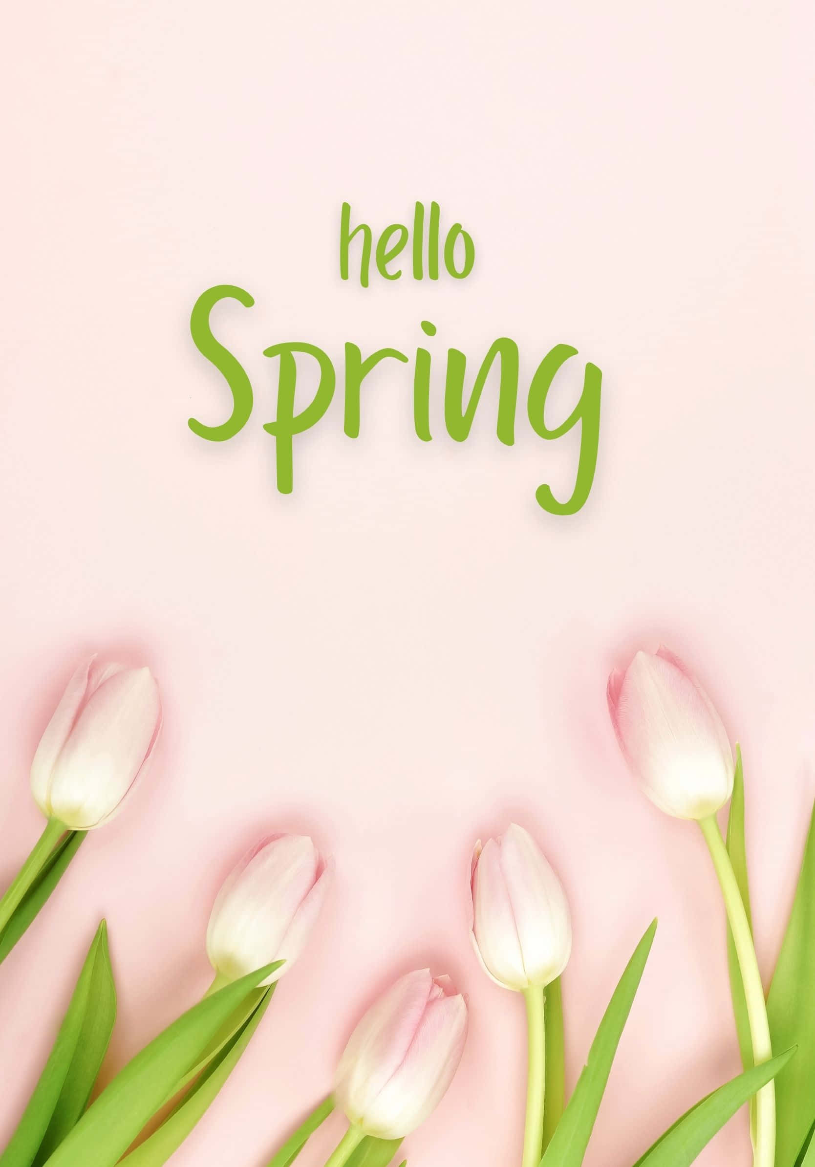 Hello Best Spring Pink Tulips Background
