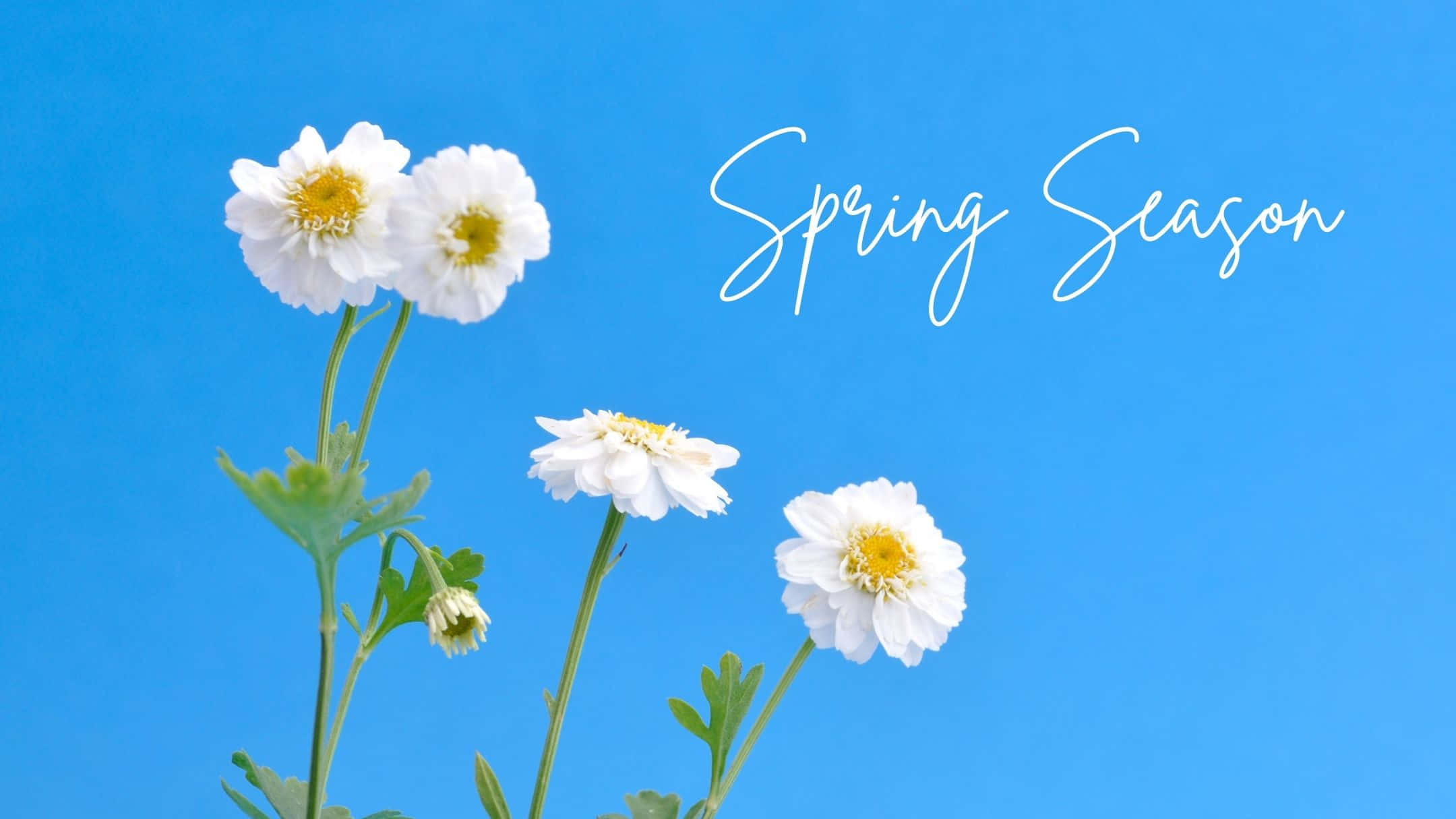 Best Spring White Flowers Background