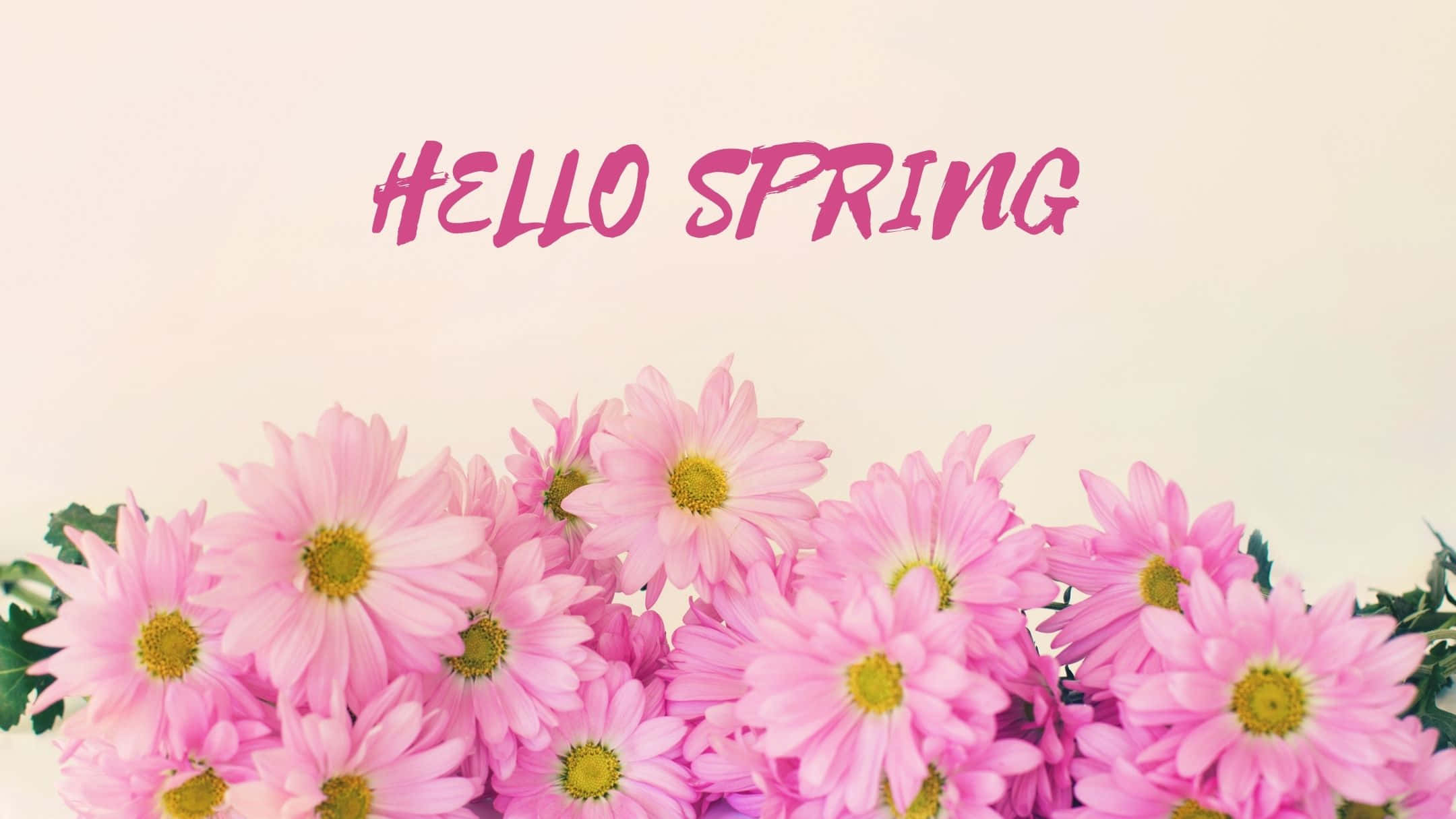 Hello Best Spring Purple Daisy Flowers Background
