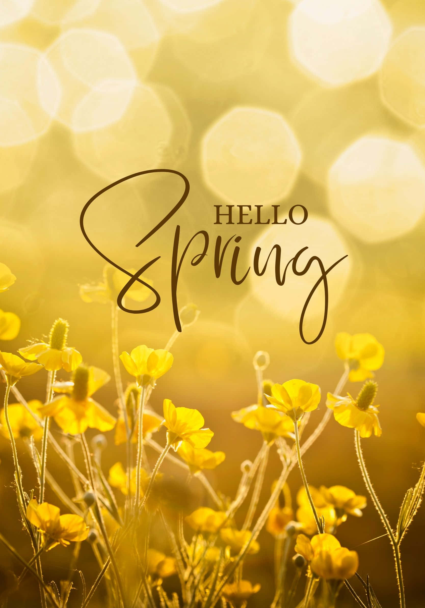 Best Spring Yellow Tickseed Background