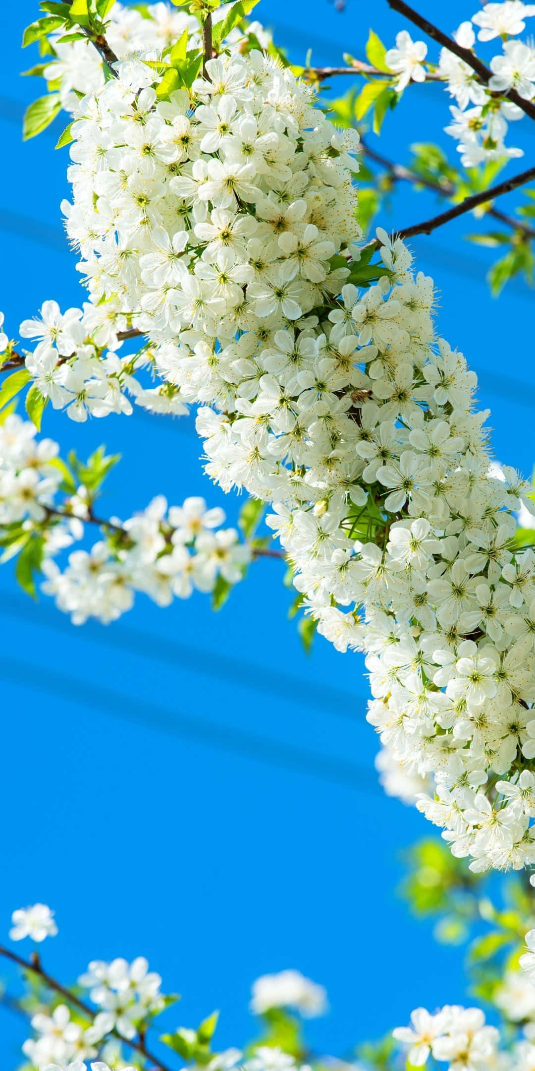 Best Spring White Sakura Flowers Background