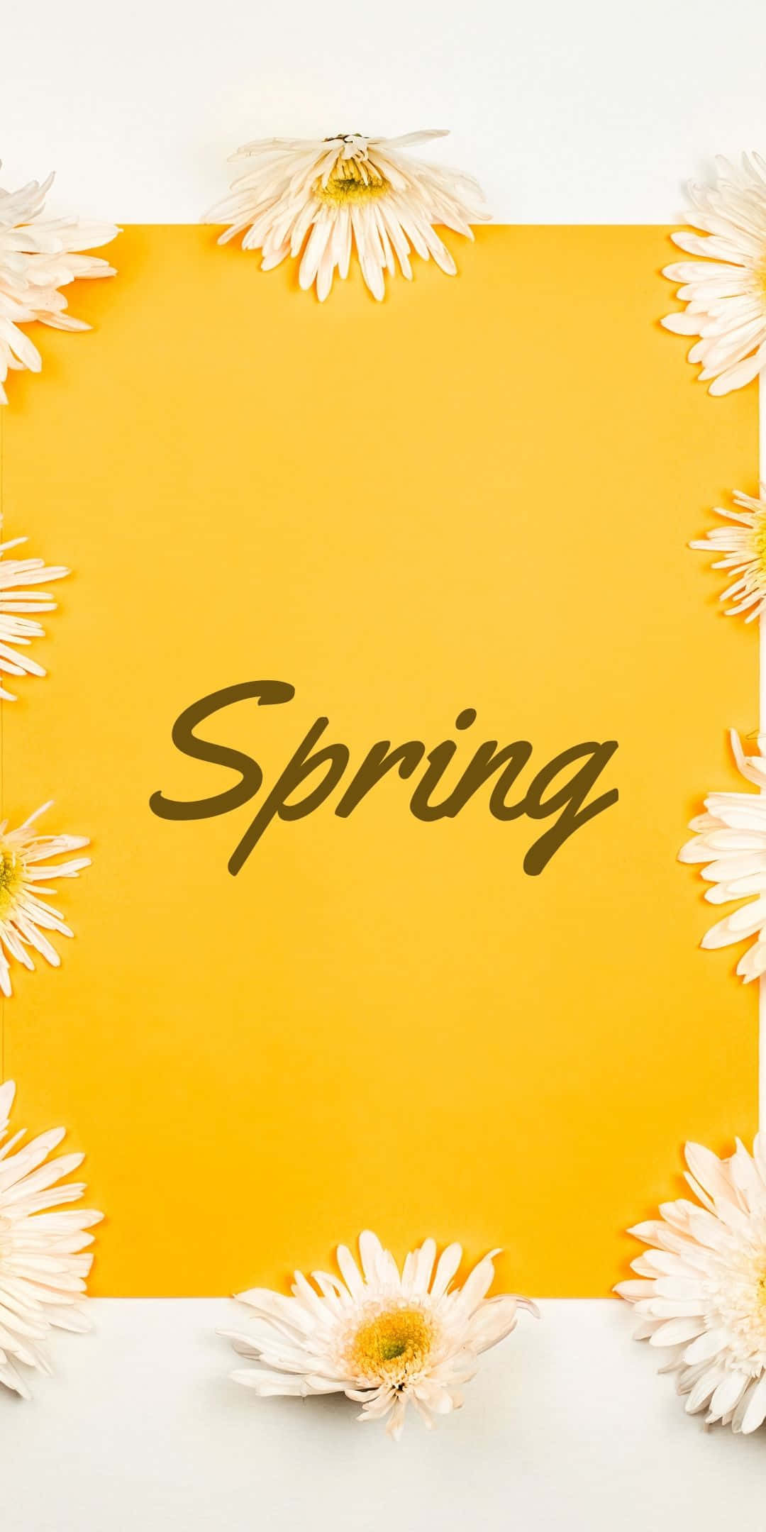 Best Spring White Daisy Flowers Background