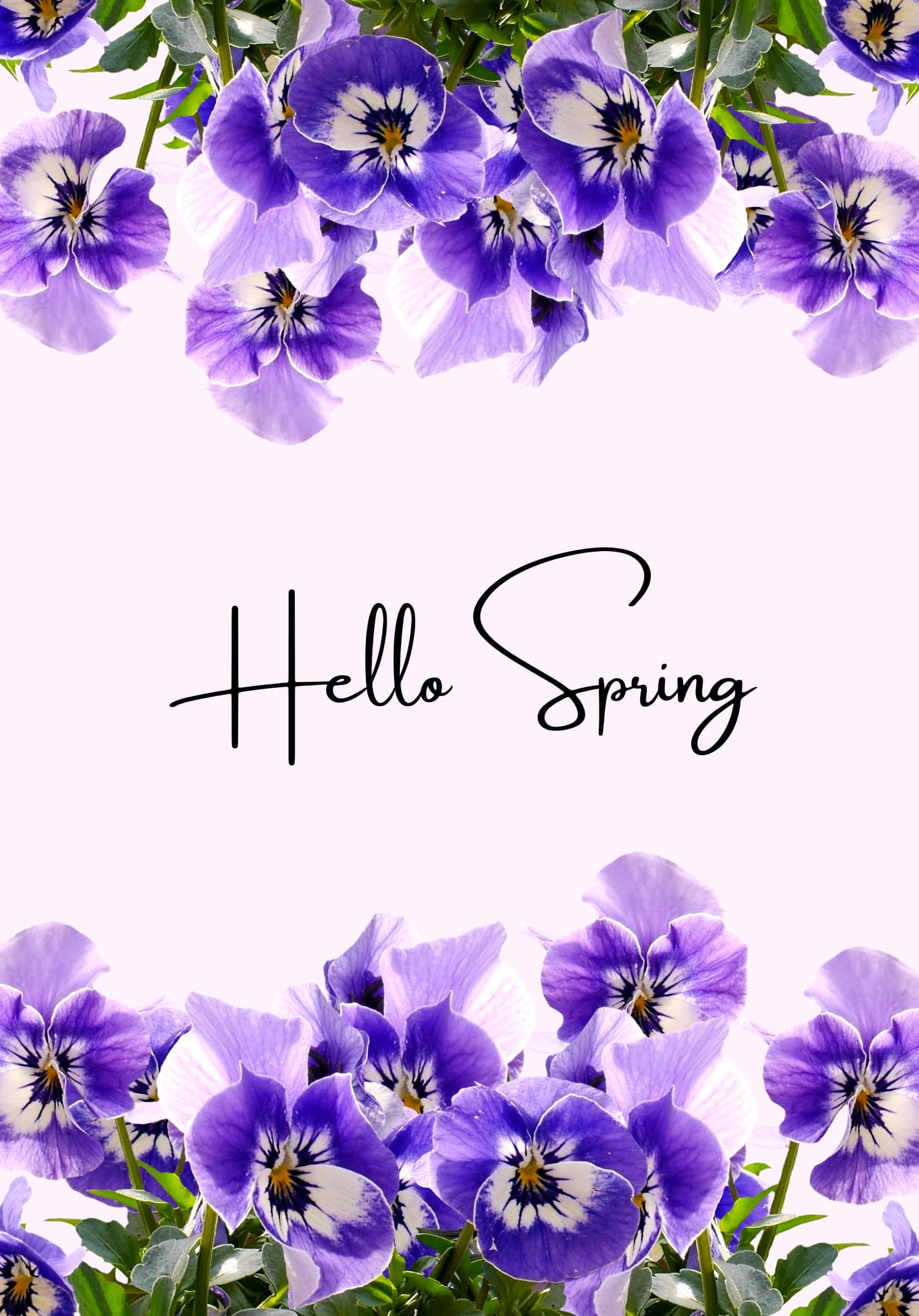 Best Spring Purple Geranium Flowers Background