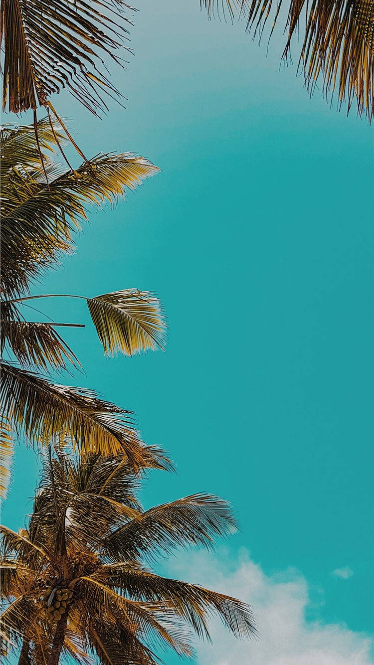 Palme træer i himlen Wallpaper
