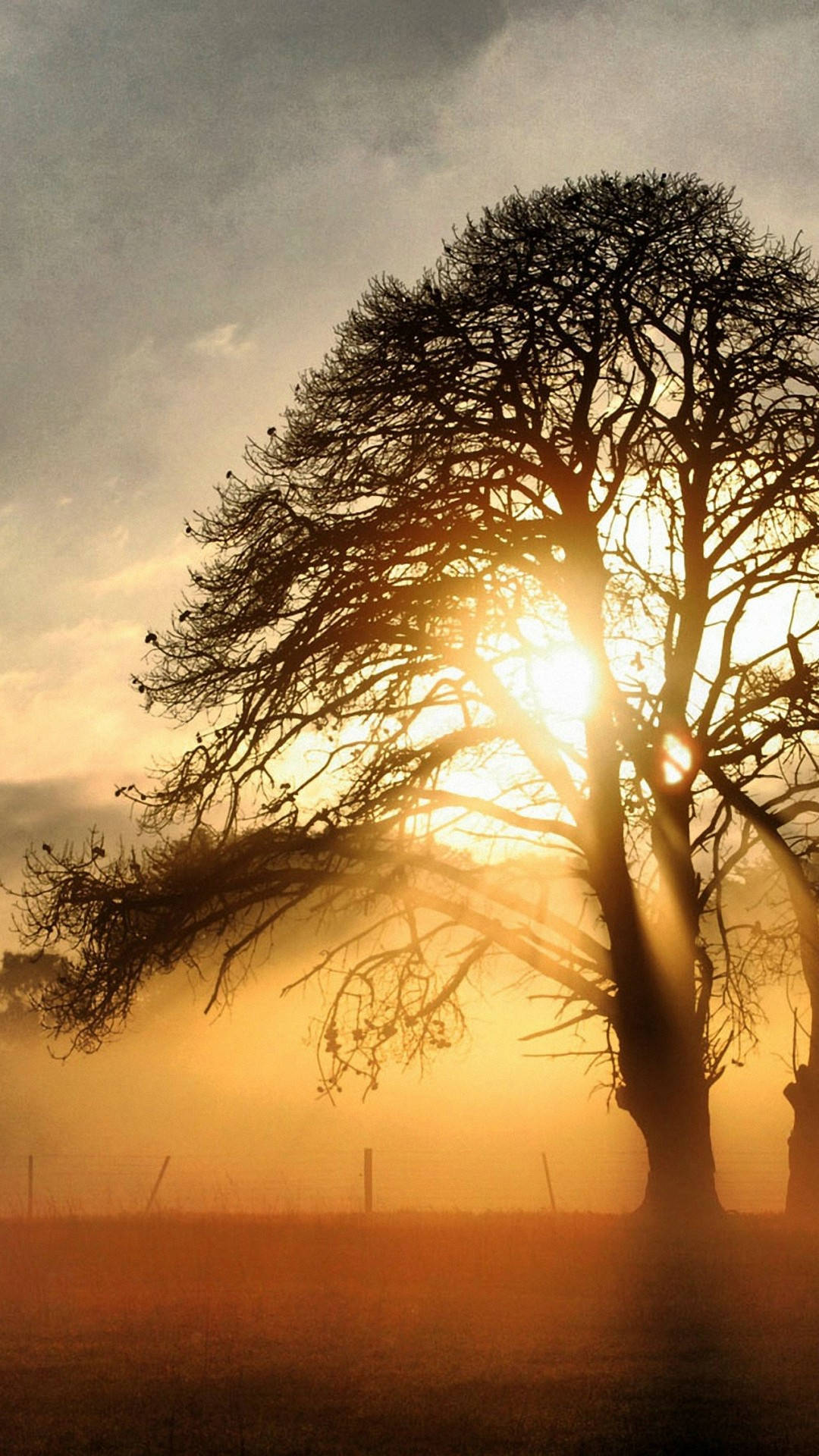 Best Tree And Sunlight View Wallpaper