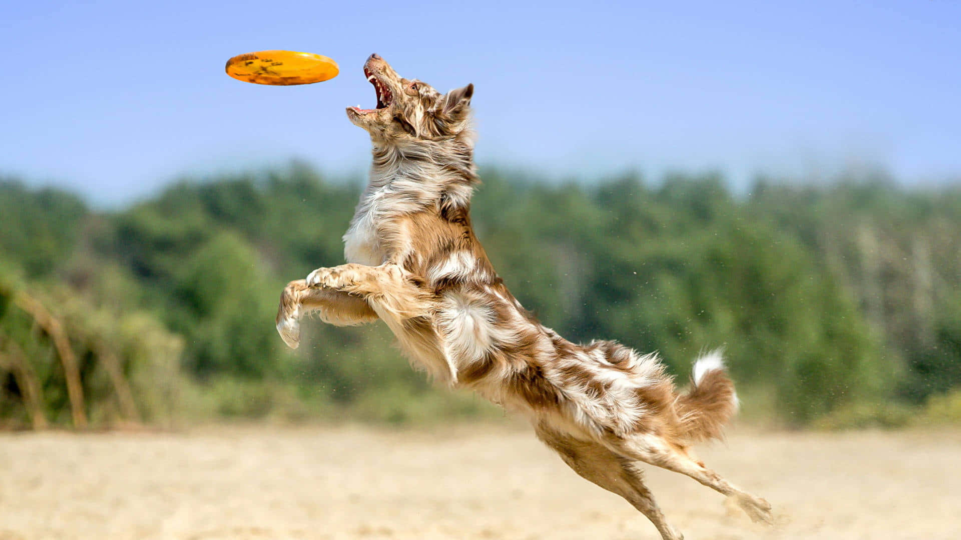 Dog Catching Best Ultimate Frisbee Background
