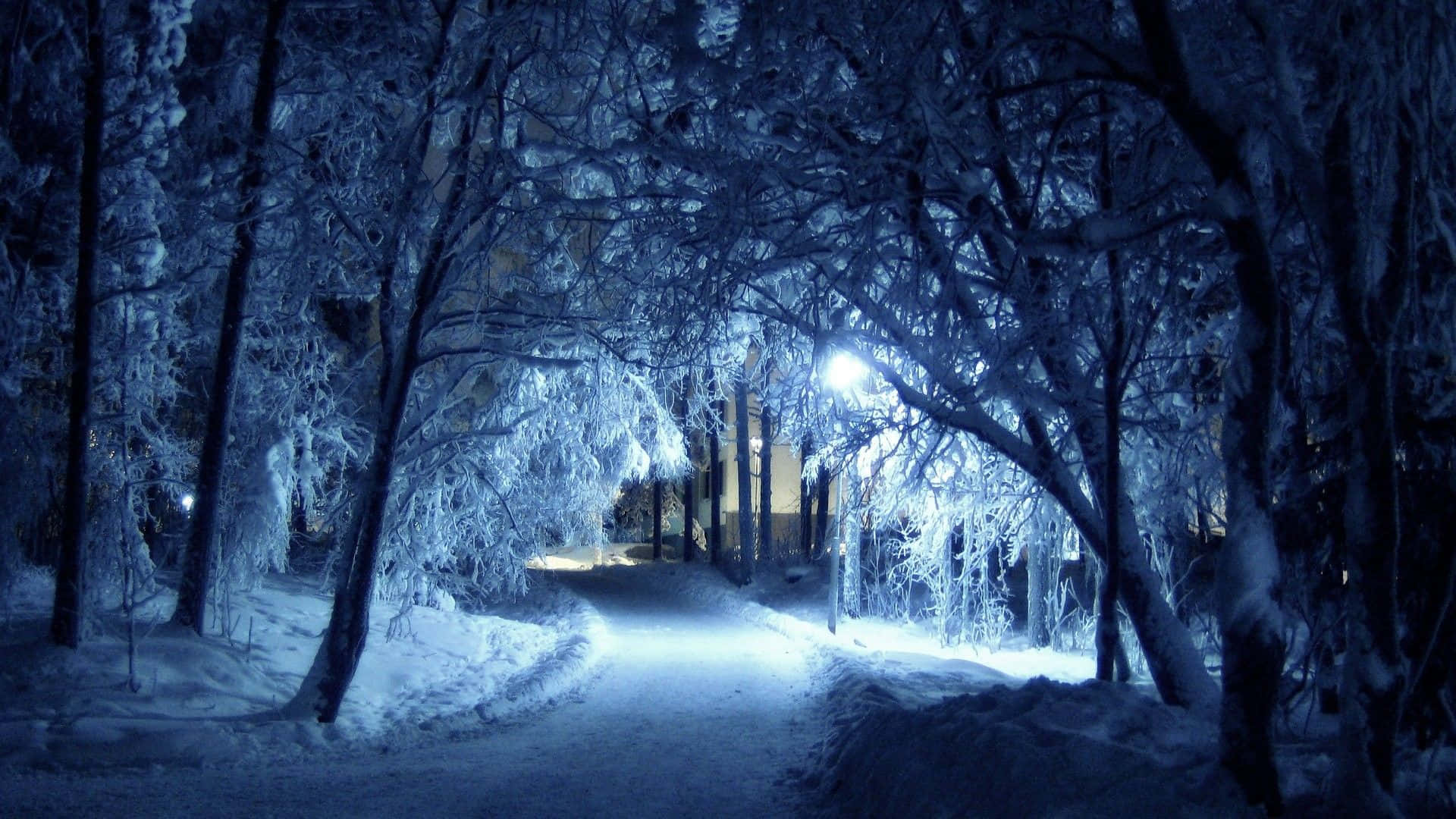 Einverschneiter Pfad Mit Bäumen Und Lichtern.