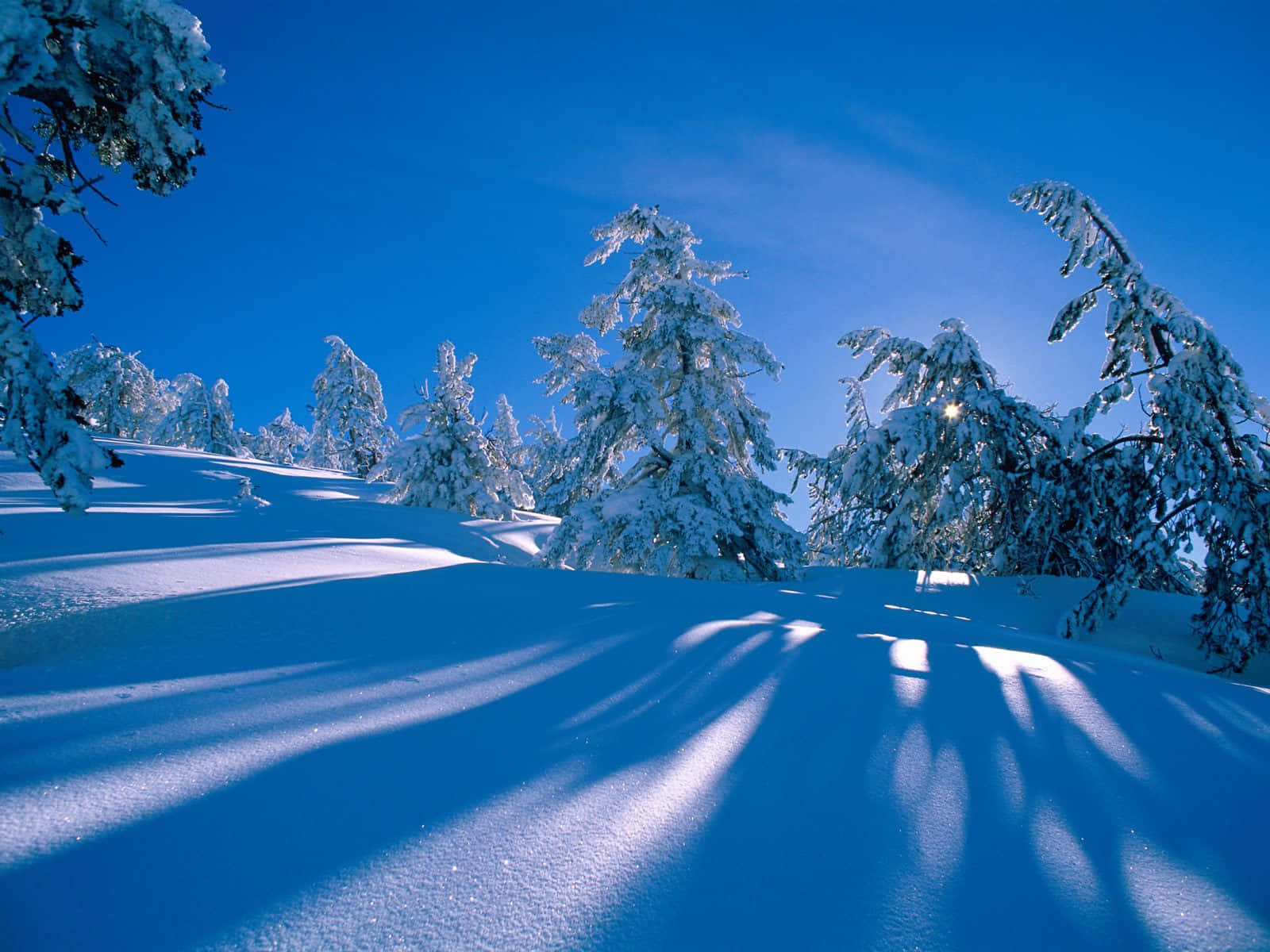Njutav Vinterns Skönhet
