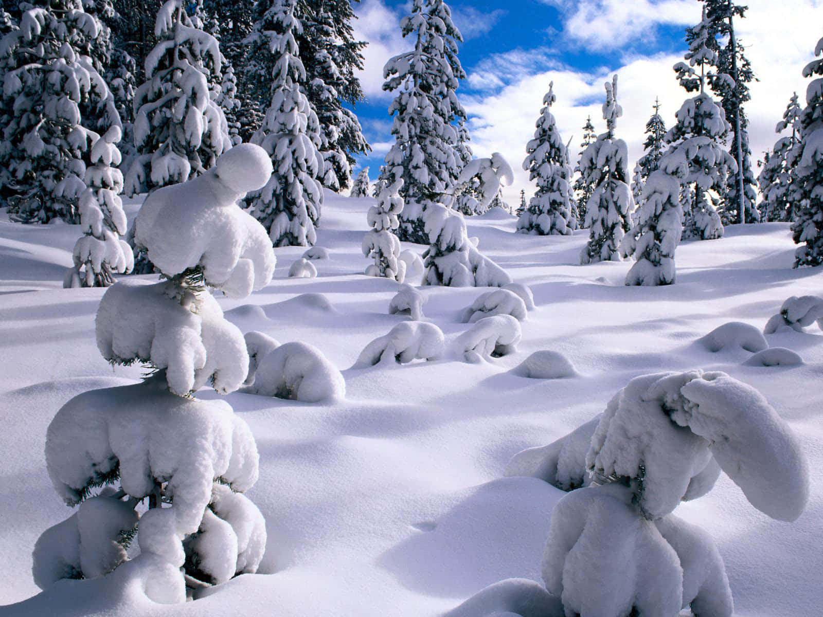 Download Enjoy the Beauty of Nature this Winter | Wallpapers.com