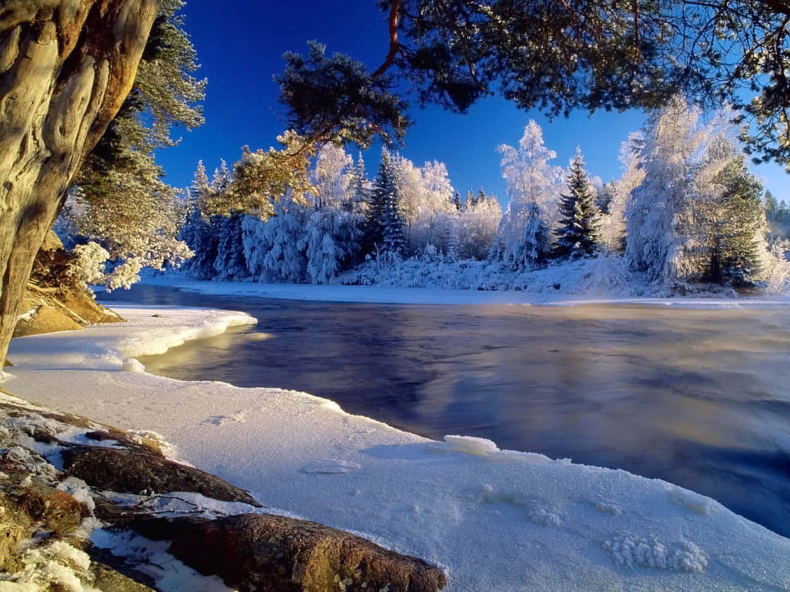 Admire the breathtaking beauty of winter