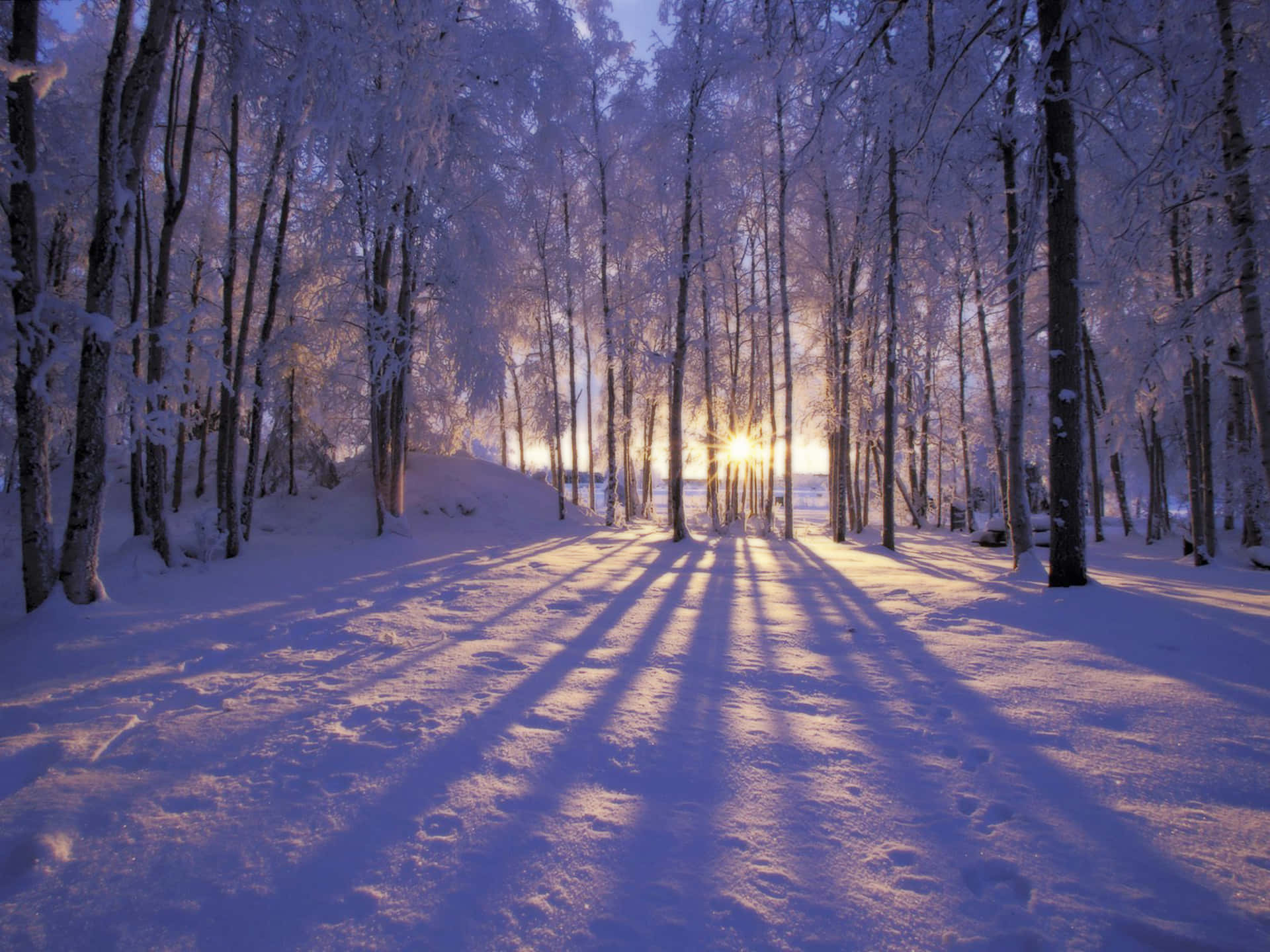 Enjoy the beauty of winter with this tranquil landscape
