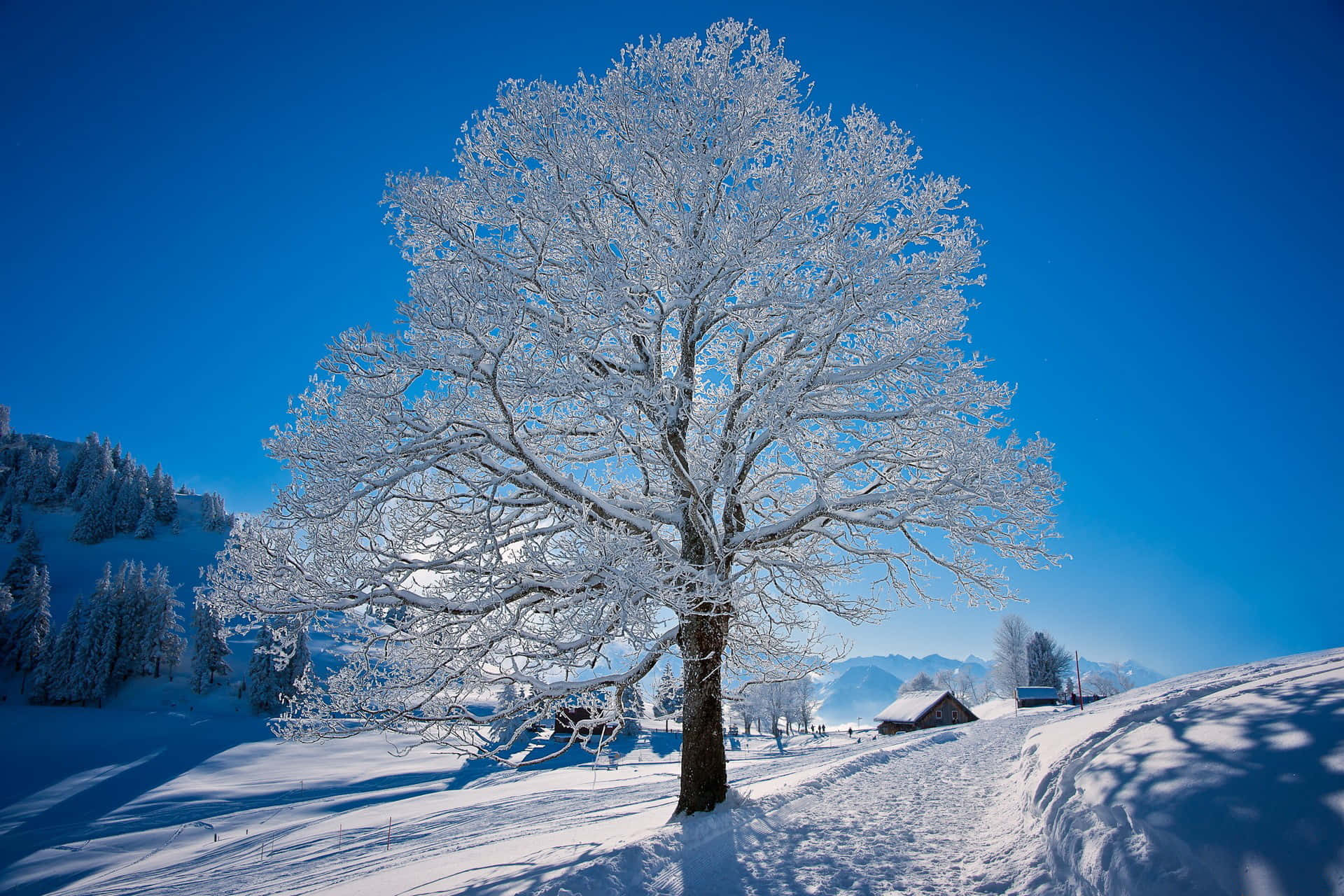 "Enjoy the beauty of winter with this stunning landscape"