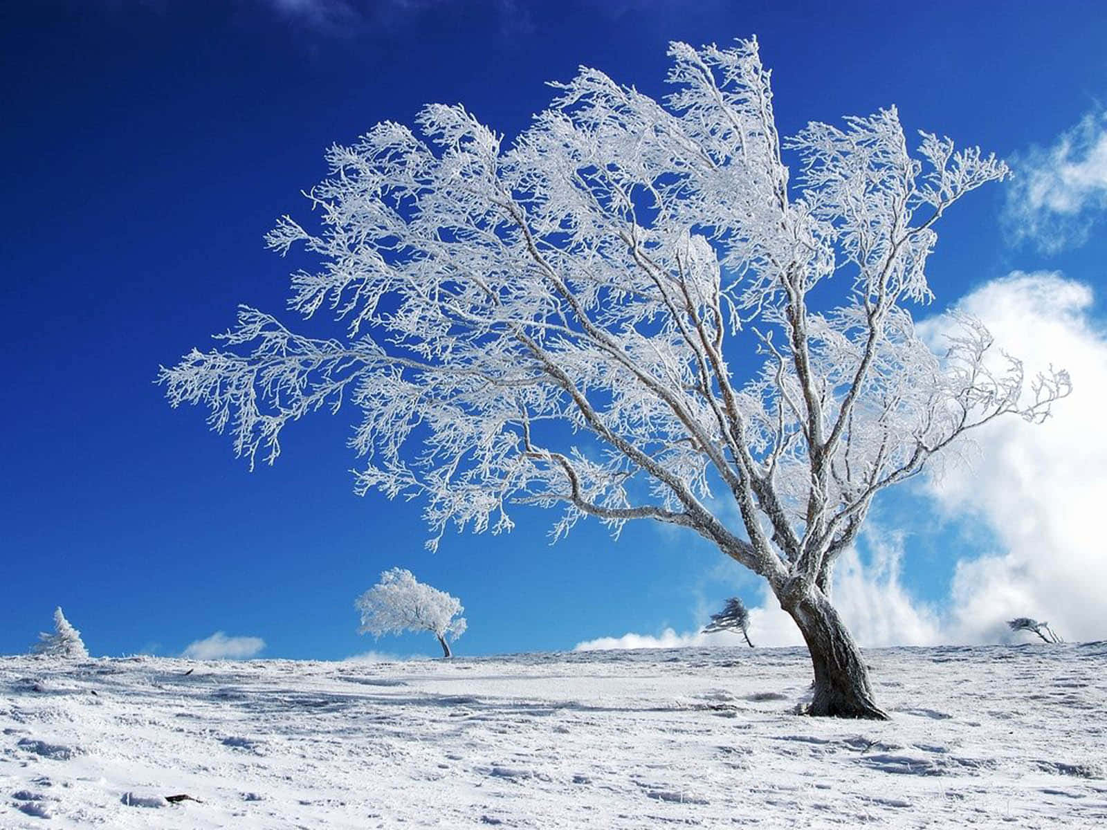 Bildbästa Vinter - En Vacker Vinterlandskap