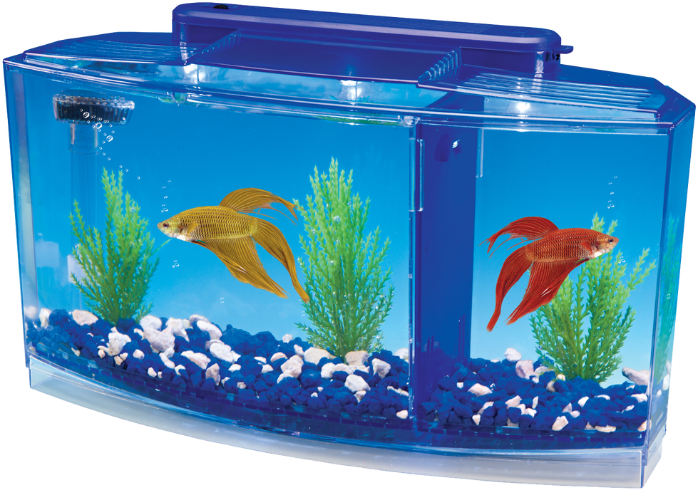 Betta Fish Aquarium Setup PNG