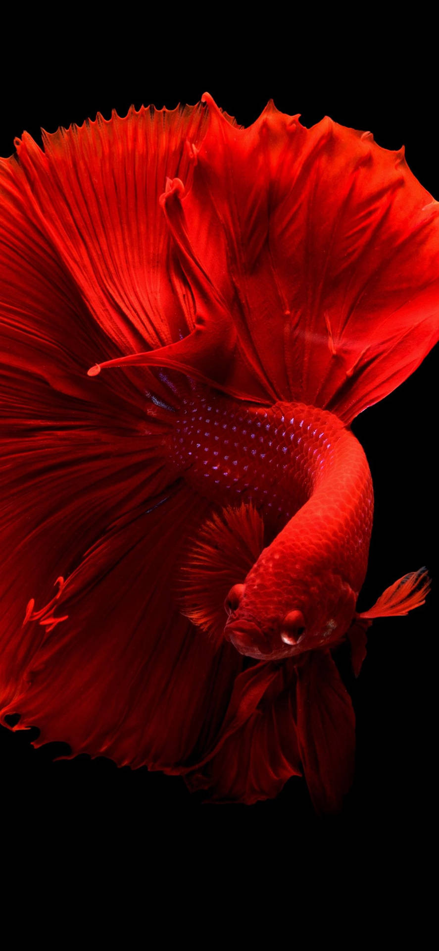 Betta Fish Iphone 11 Pro Max Background
