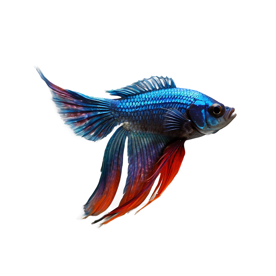 Betta Fish Png 04292024 PNG