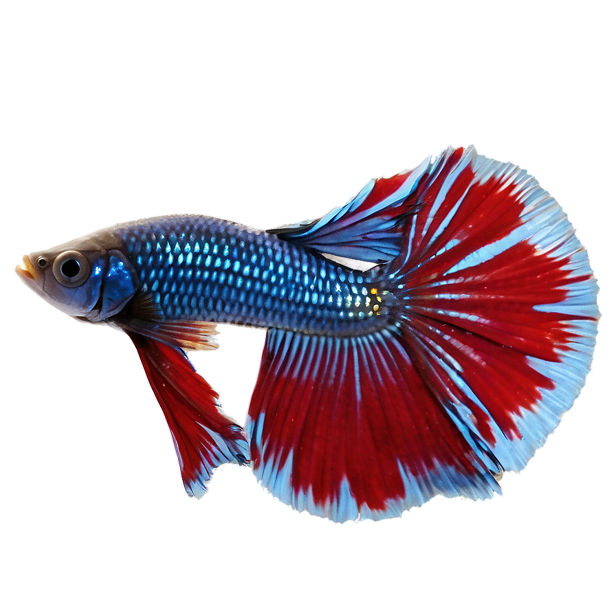 Betta Fish Png 21 PNG