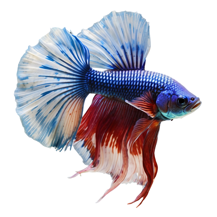 Betta Fish Png Dxu PNG