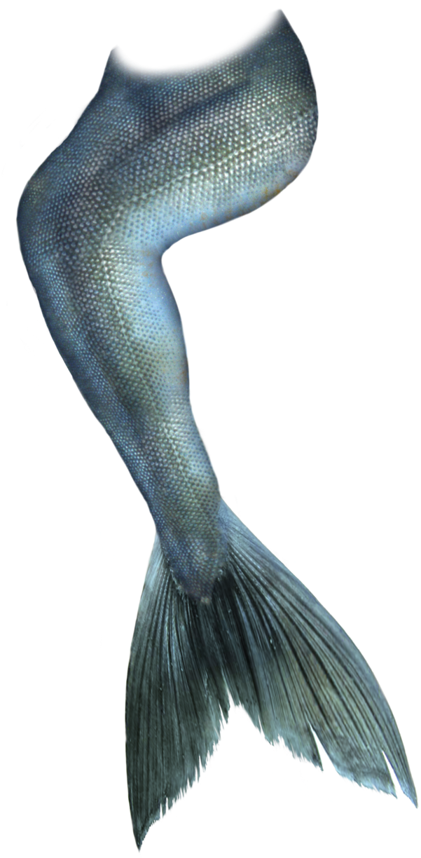 Betta Fish Tail Closeup.png PNG