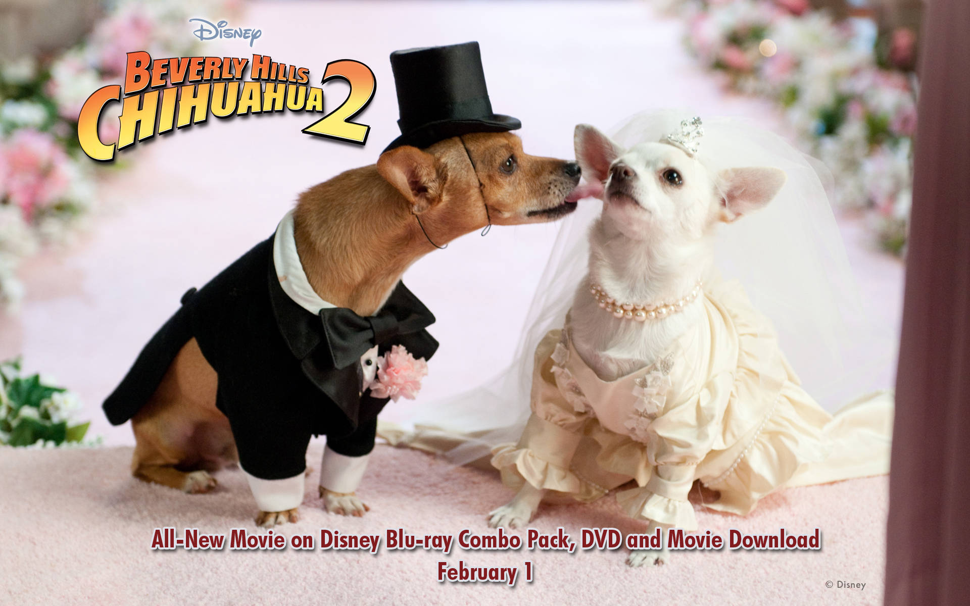 Beverly Hills Chihuahua 2 Poster Wallpaper