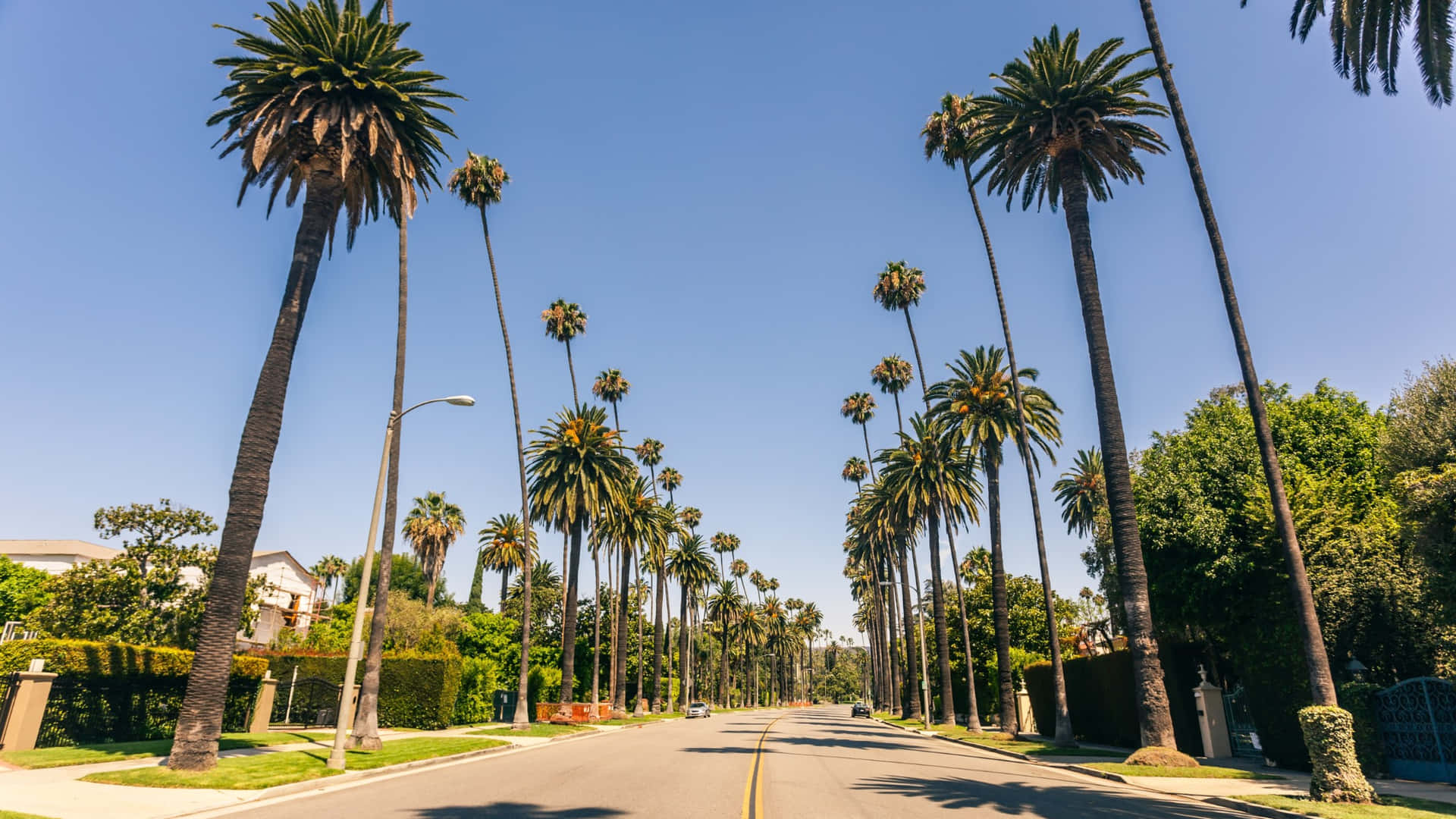 Rue Bordée De Palmiers À Beverly Hills Fond d'écran