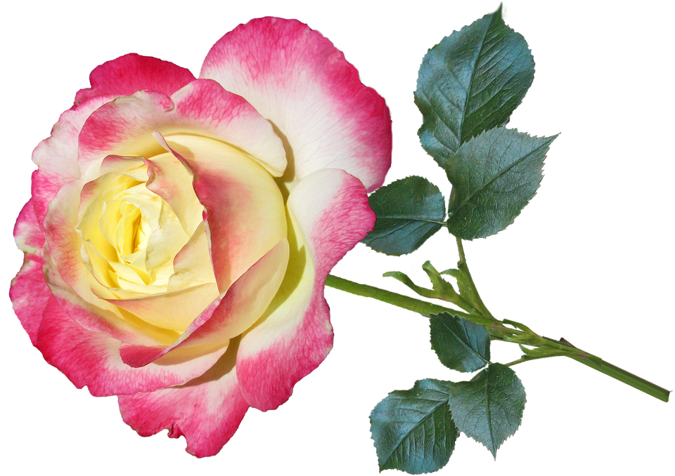 Bi Color Rose Isolated Background PNG