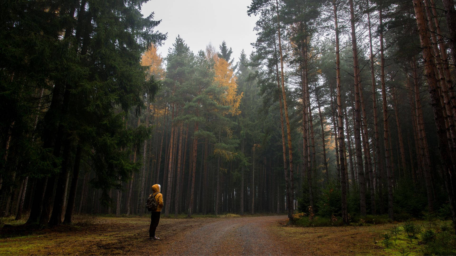 Viagemde Uma Pessoa Pela Floresta Białowieża. Papel de Parede