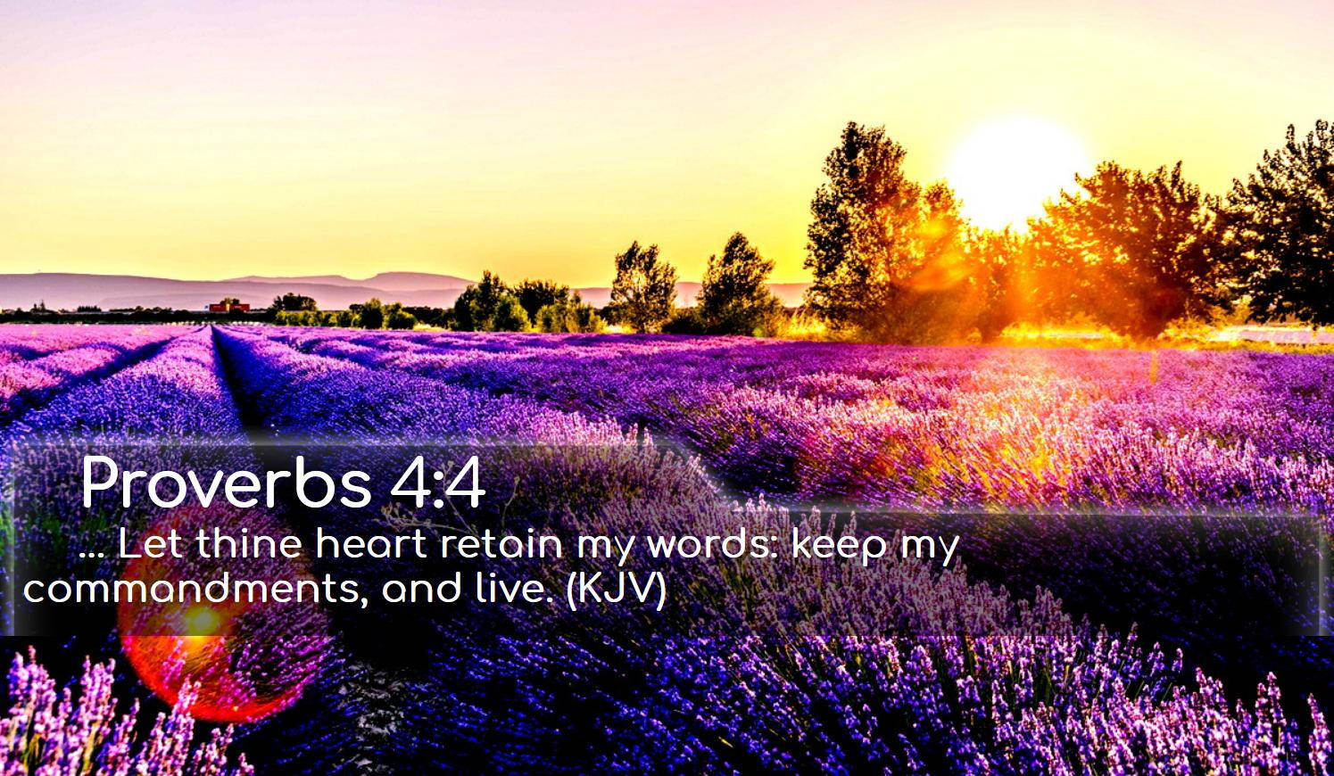 Bible Verse Purple Flower Field