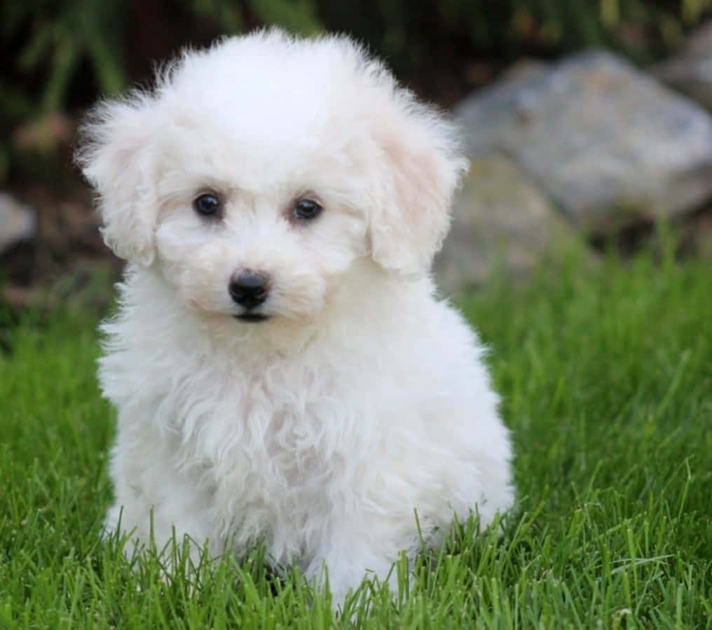 Adorable Bichon Frise Sitting in the Grass