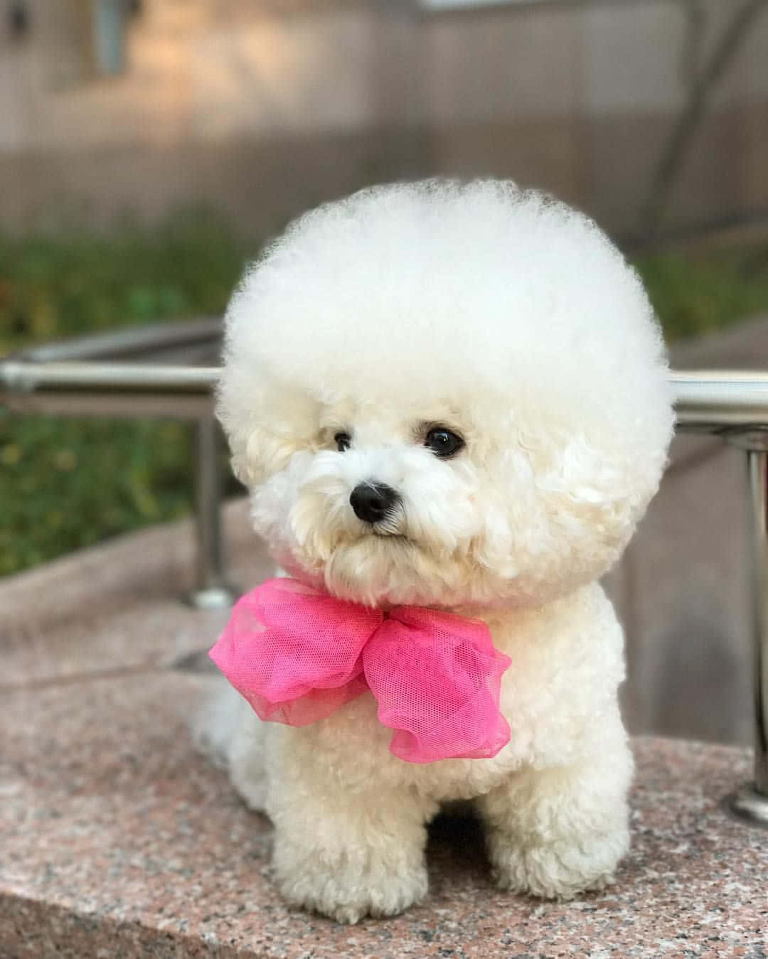 A White Dog With A Pink Bow Sitting On A Railing