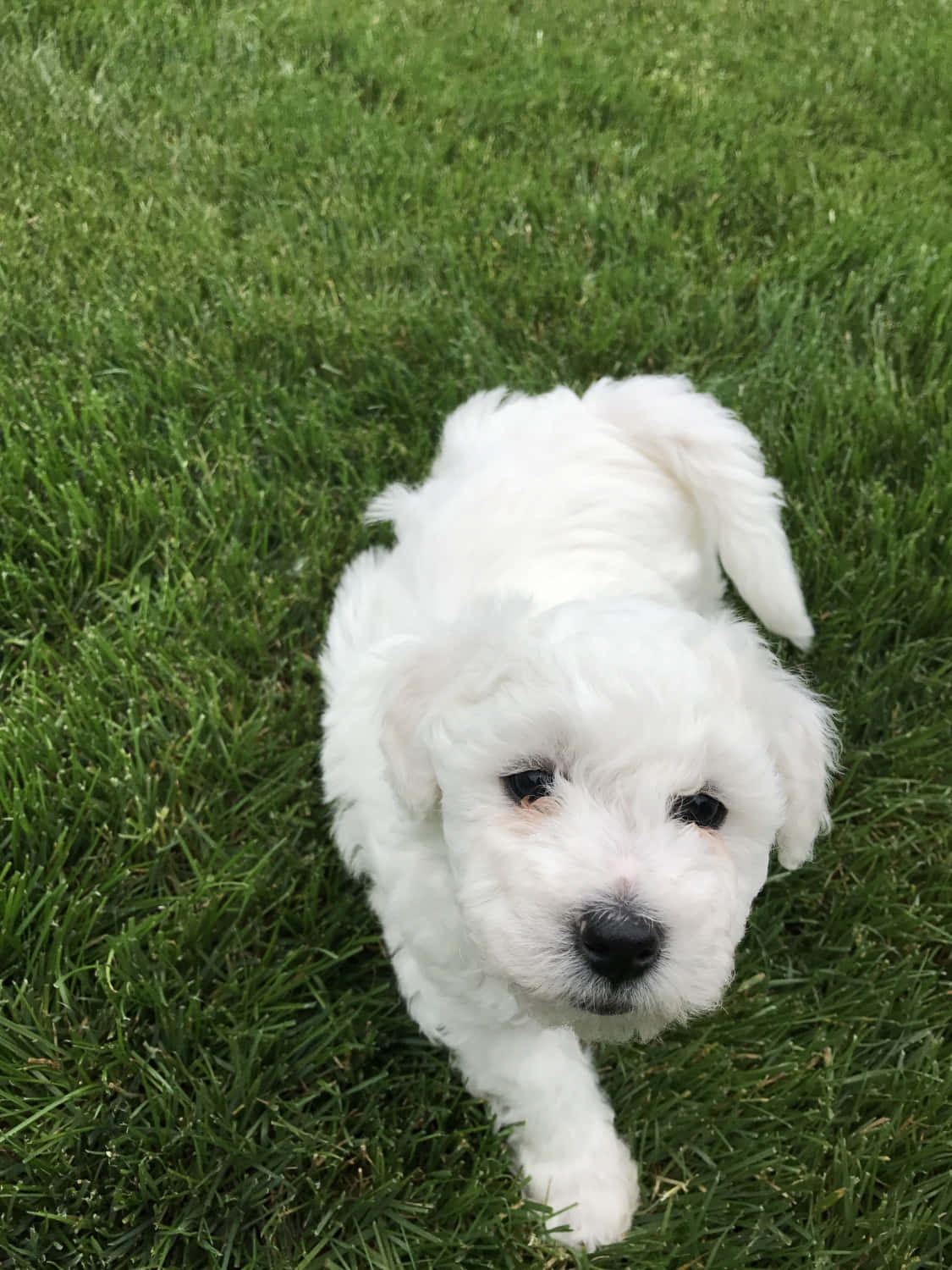 A White Puppy Standing In The Grass
