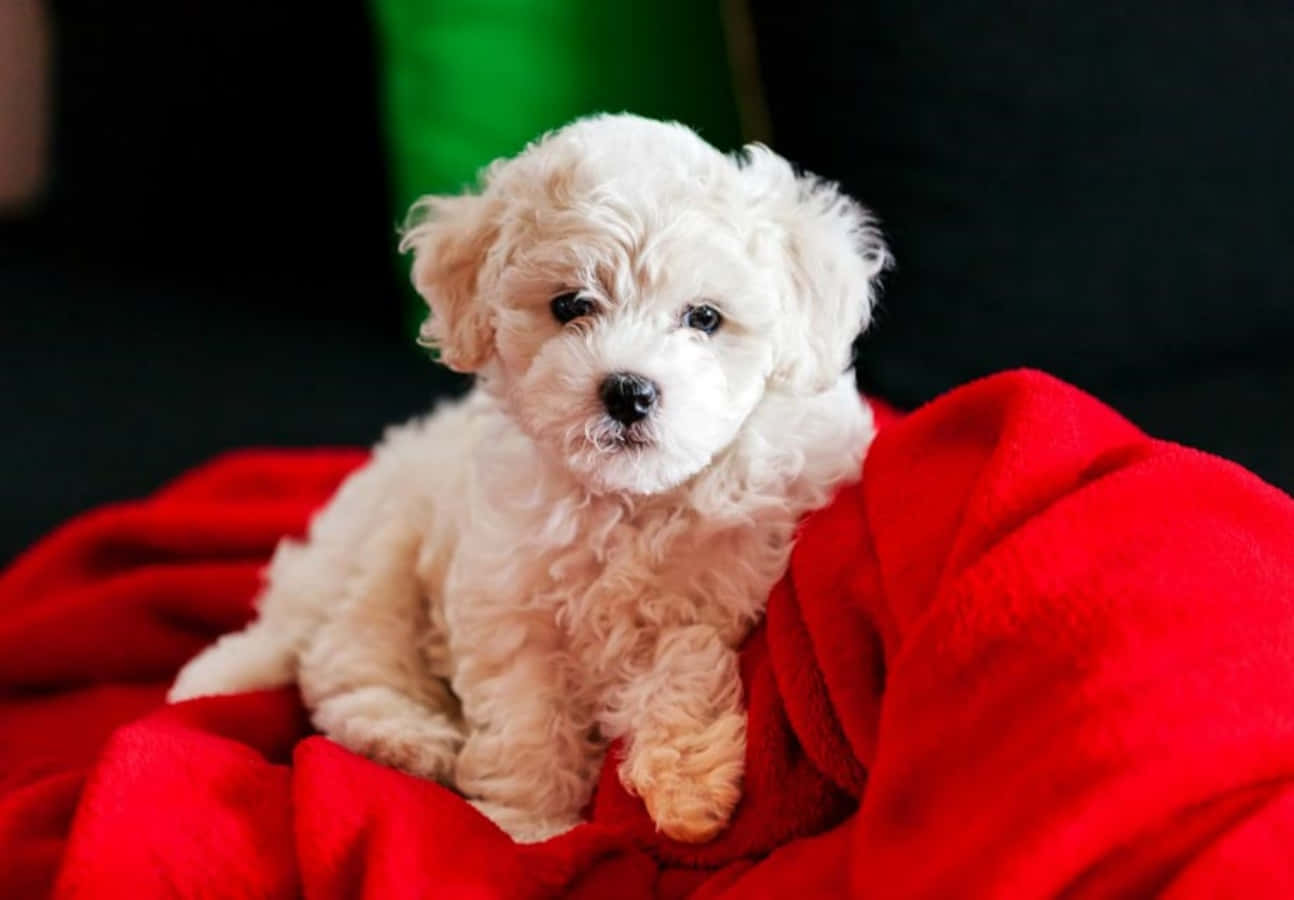 This Bichon Frise looks ready for a day of outdoor fun!