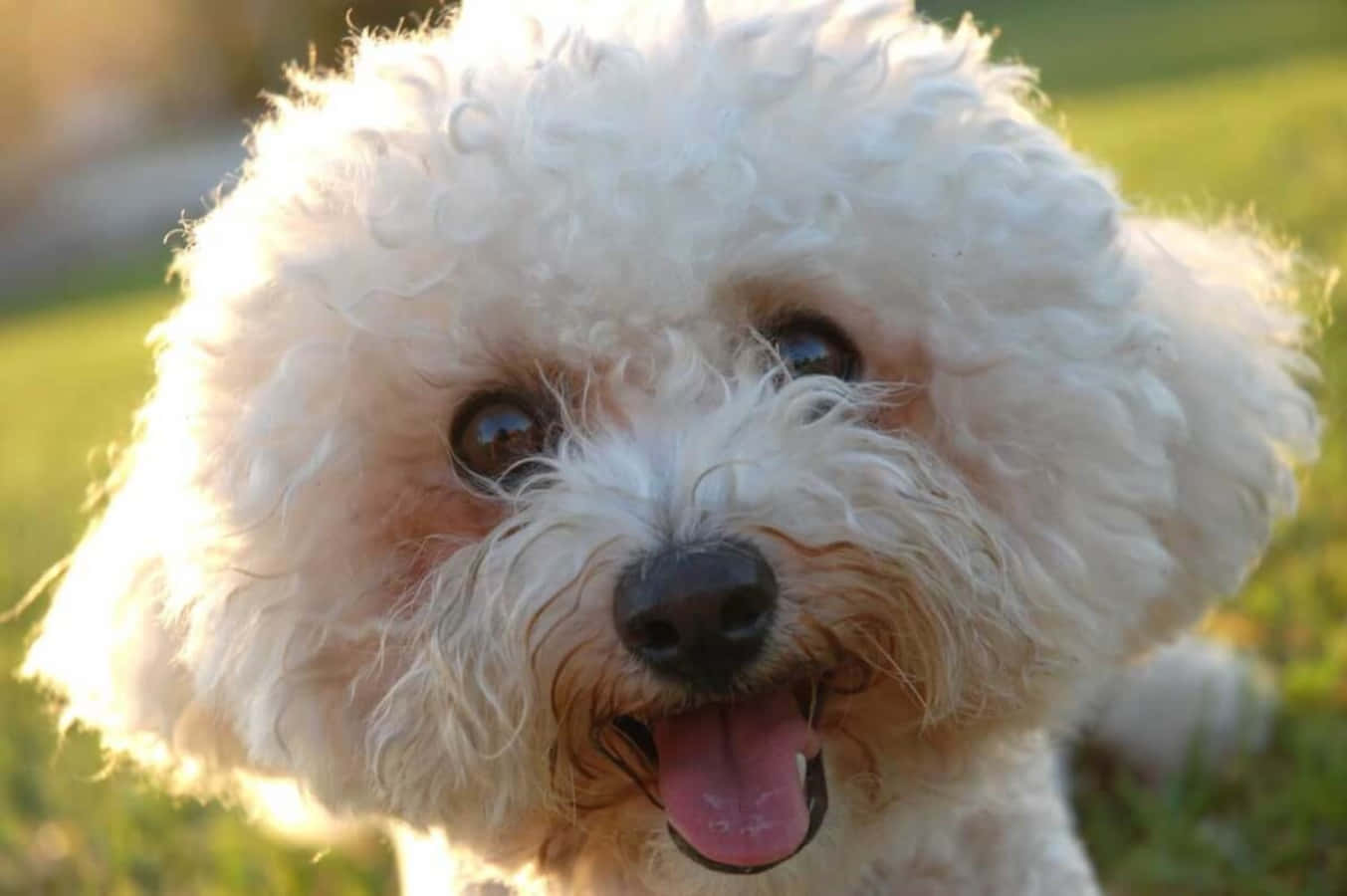 Start your day with a smile by adopting this happy Bichon Frise pup!