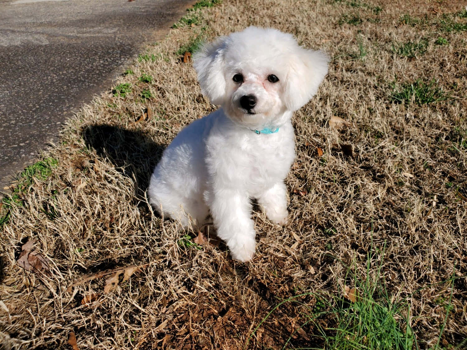 A cheerful Bichon Frise taking in the sights of the great outdoors