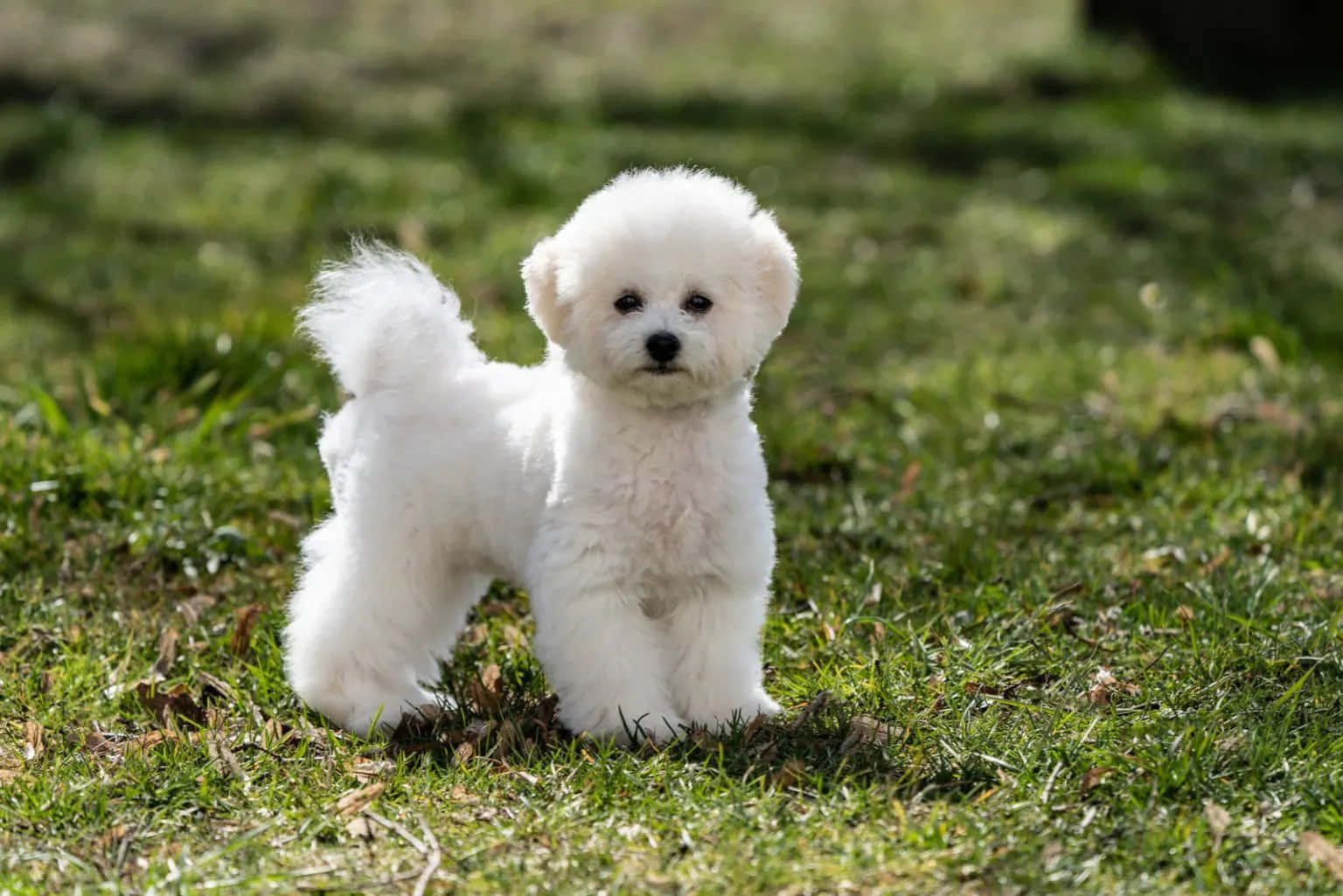 A White Poodle Standing In The Grass