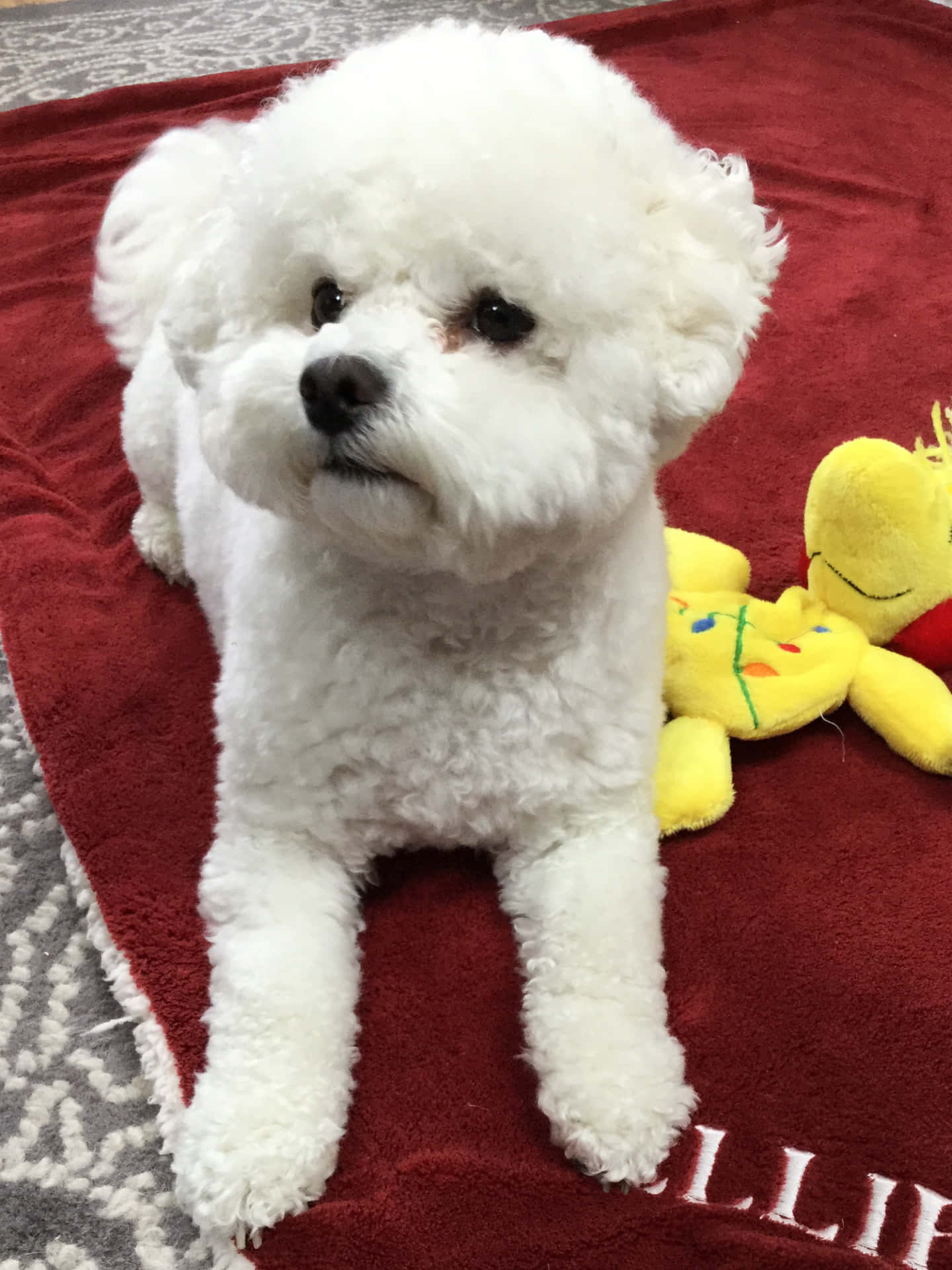 A friendly Bichon Frise pup poses for a photo