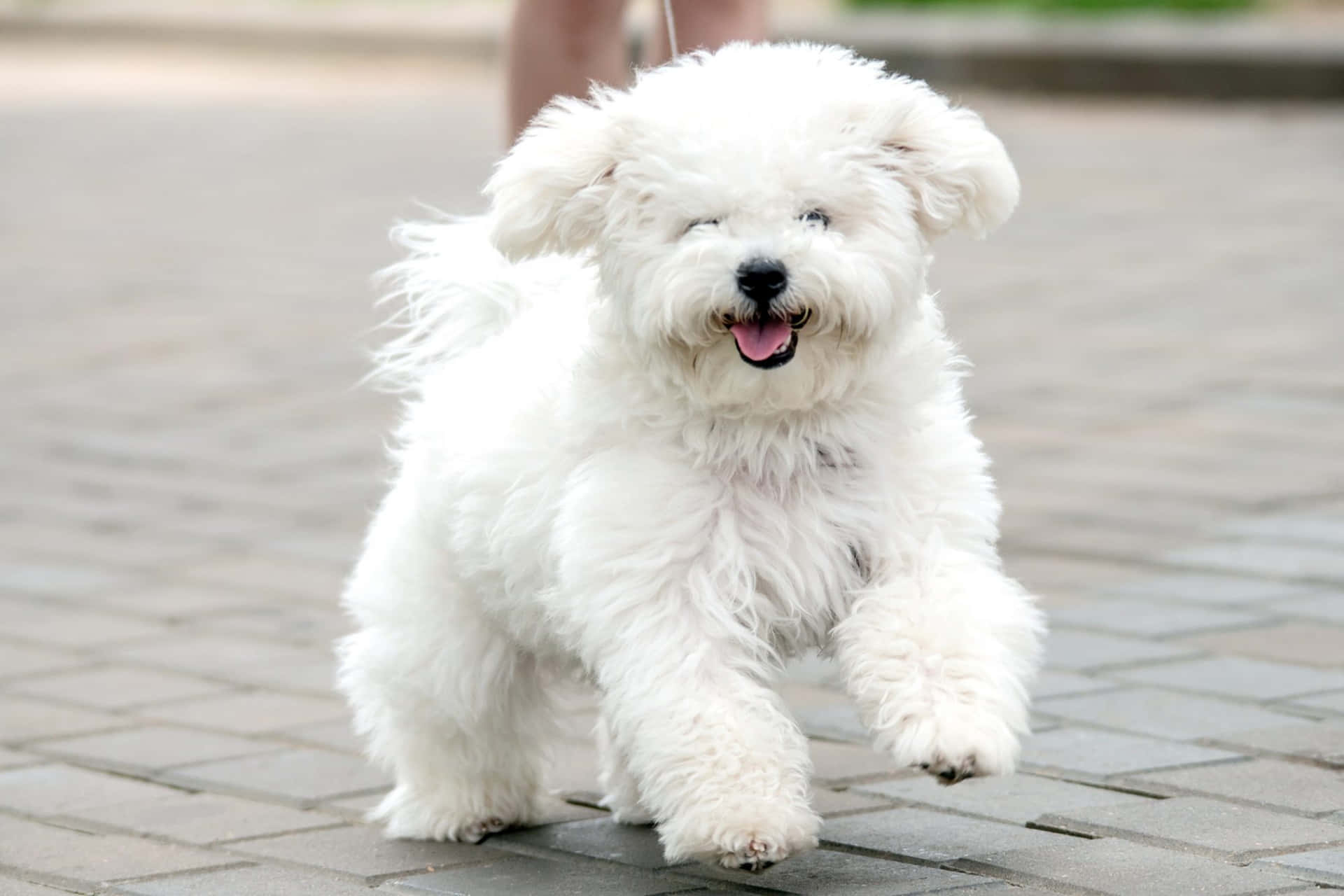 Cutest pup around - Bichon Frise