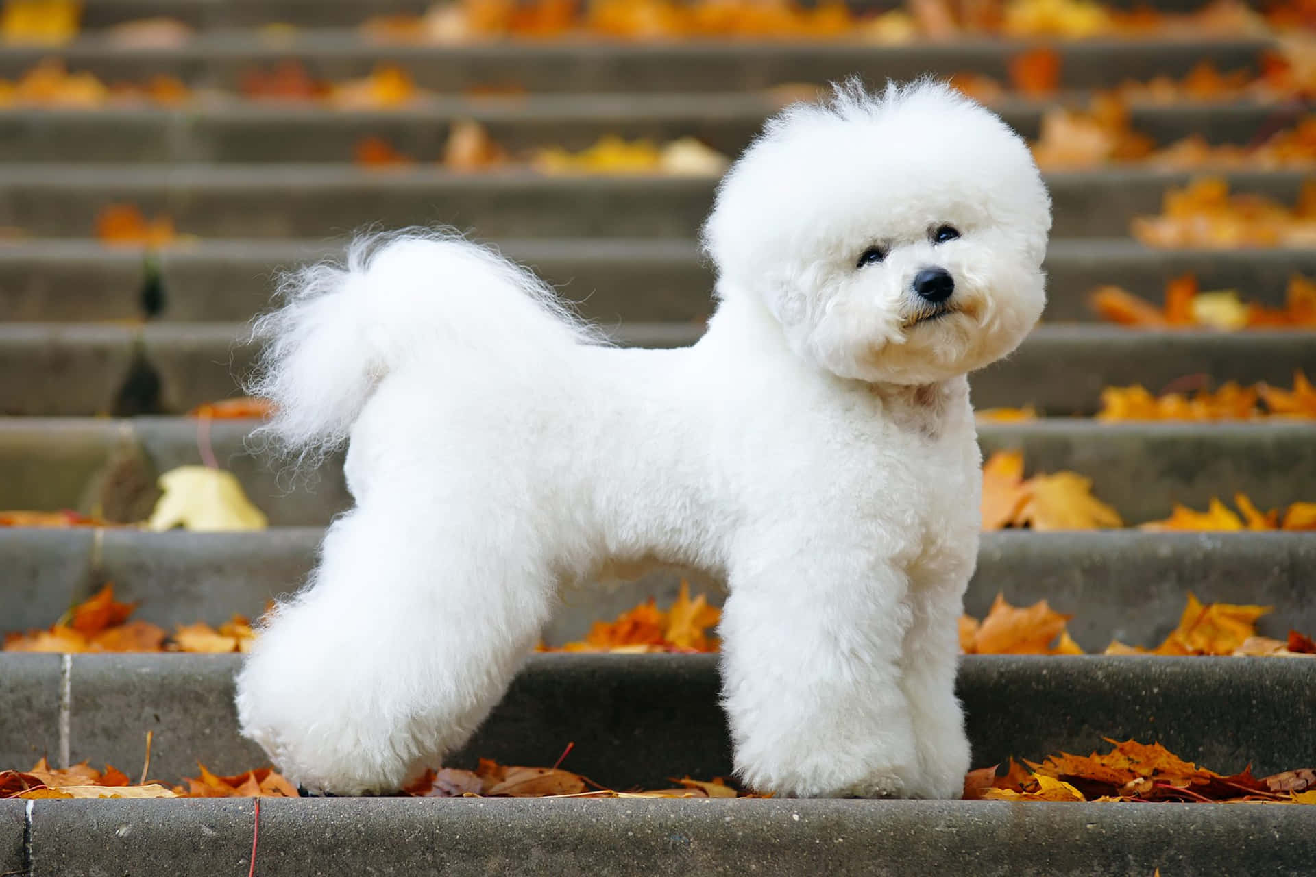 A White Bichon Terrier Standing On Some Steps