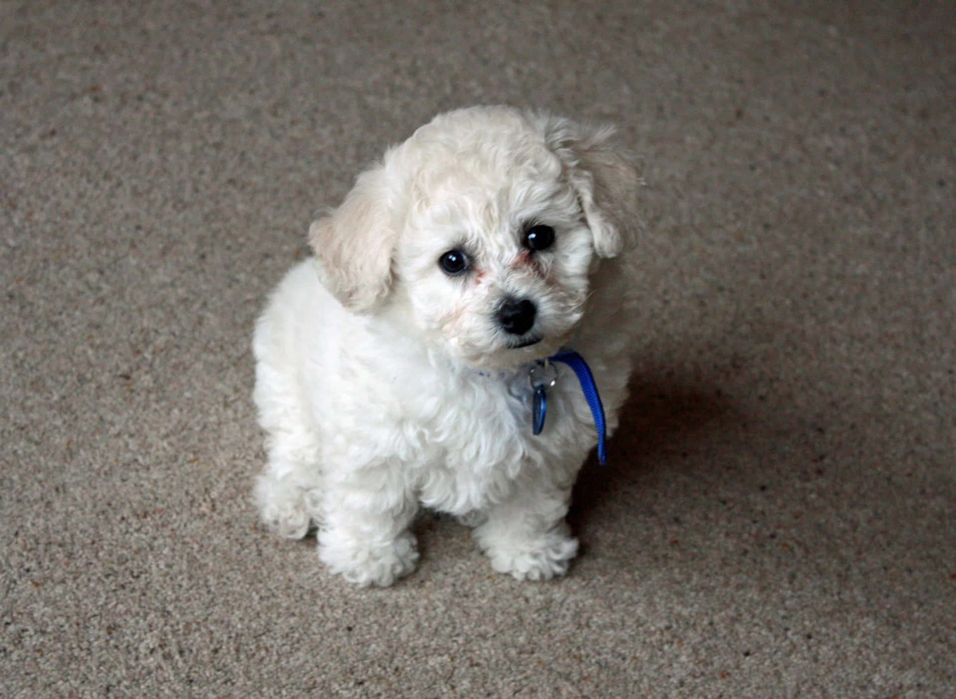 A fluffy white Bichon Frise looking into the camera with its big, expressive eyes.